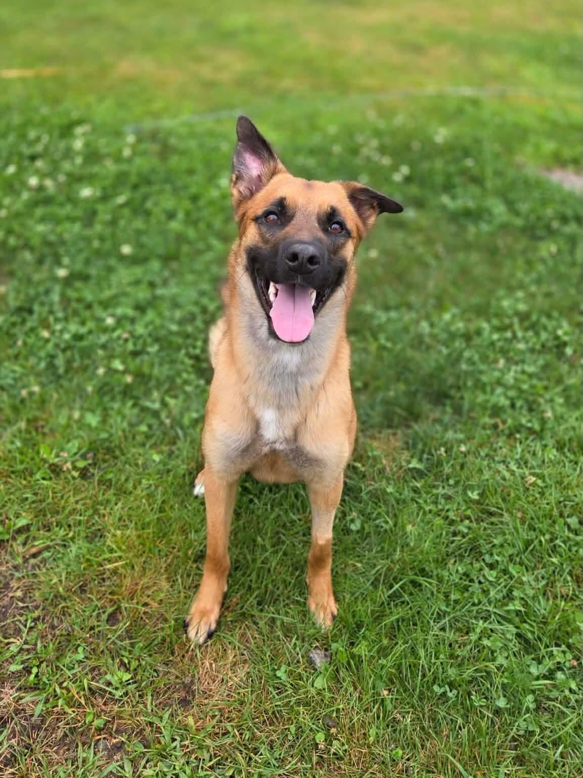 Enlarge Nemo, an adopted mixed breed in Harrietsfield, NS image 5/5