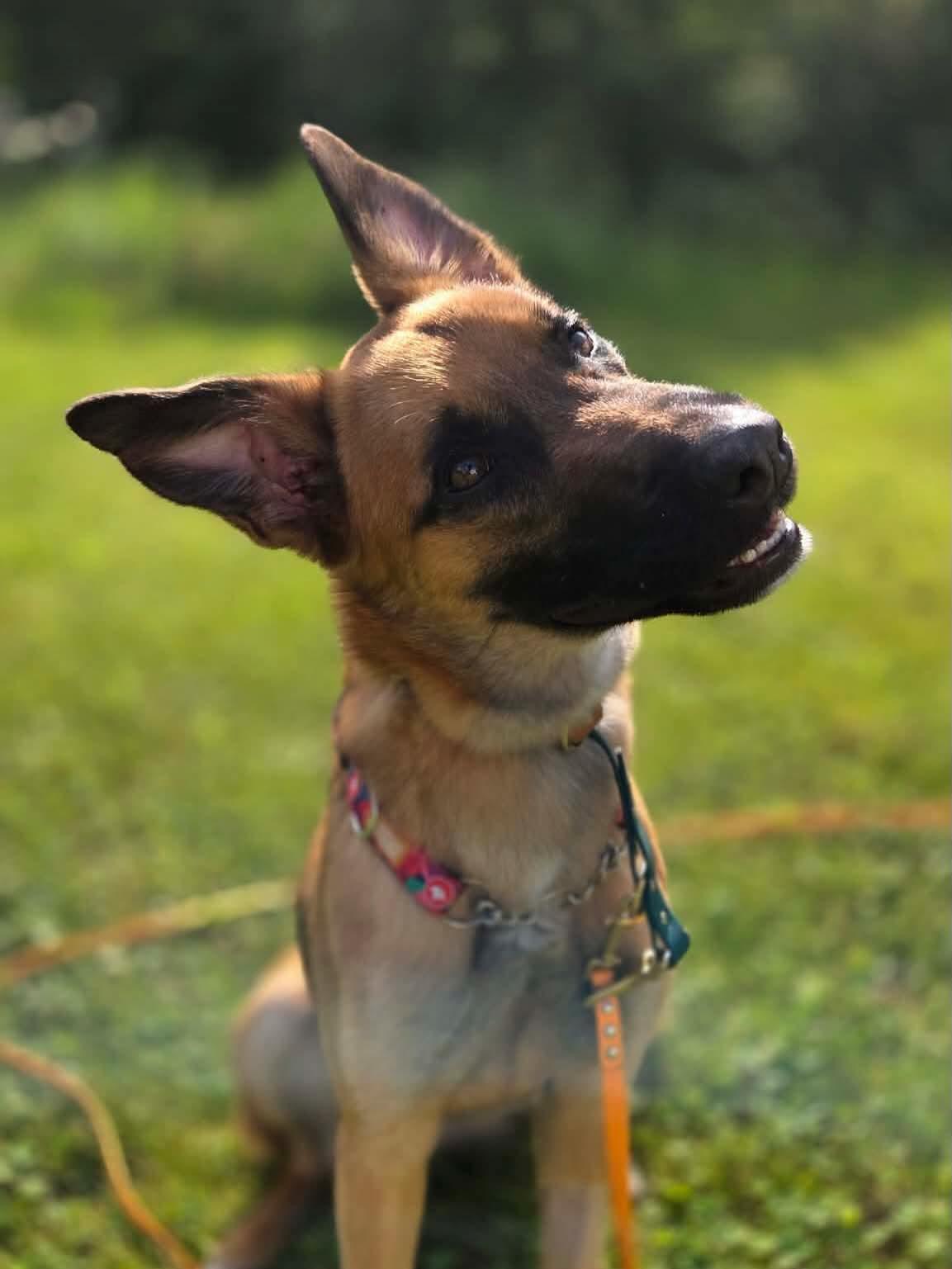 Enlarge Nemo, an adopted mixed breed in Harrietsfield, NS image 3/5