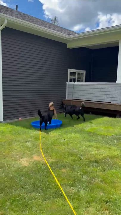 Enlarge Nemo, an adopted mixed breed in Harrietsfield, NS video 4/5