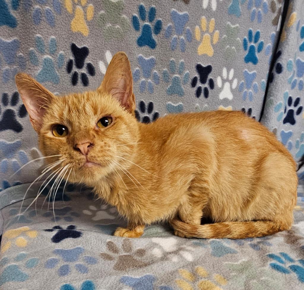 Enlarge H.A.M, a Adoptable mixed breed in Wabash, IN image 1/1