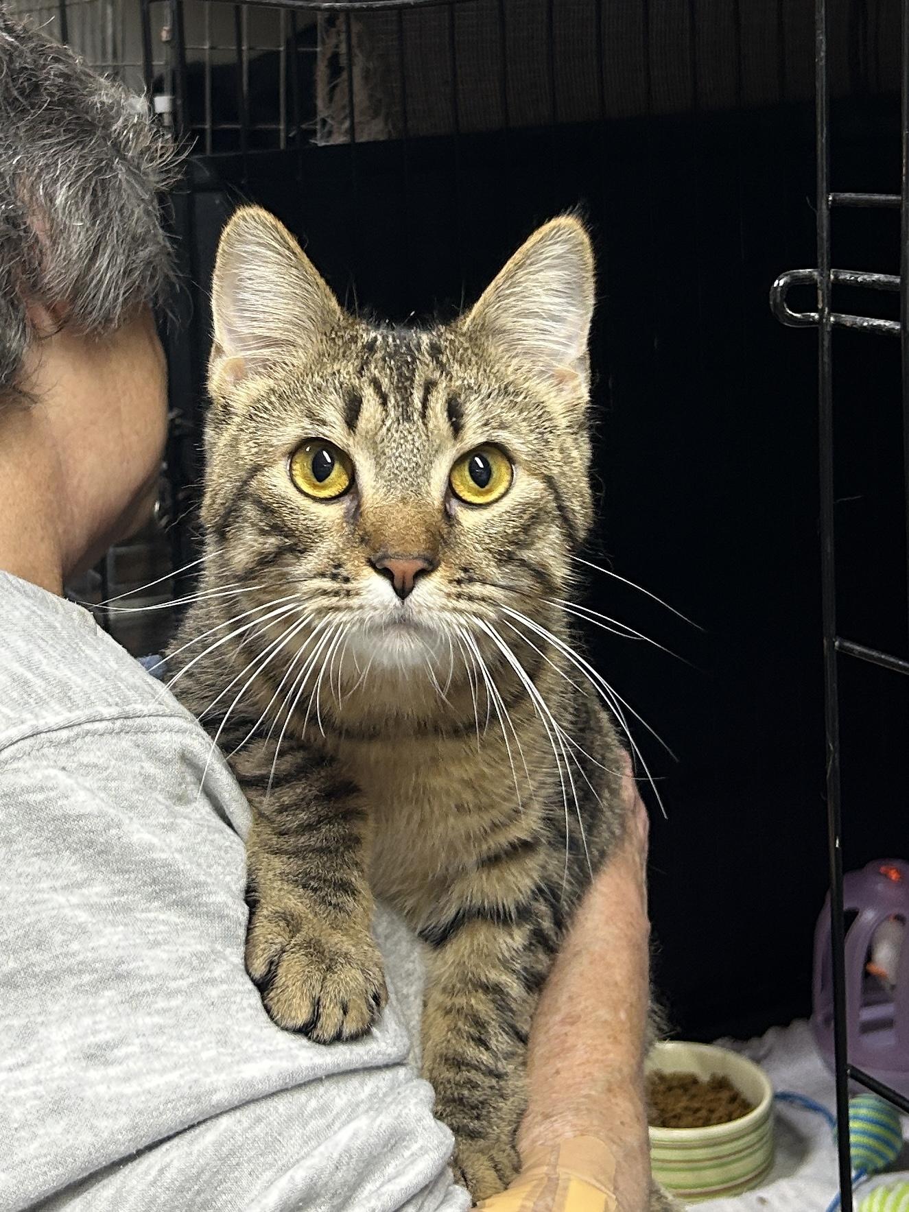 Enlarge Hugo, a ADOPTABLE Domestic Short Hair in Avon, OH image 2/3