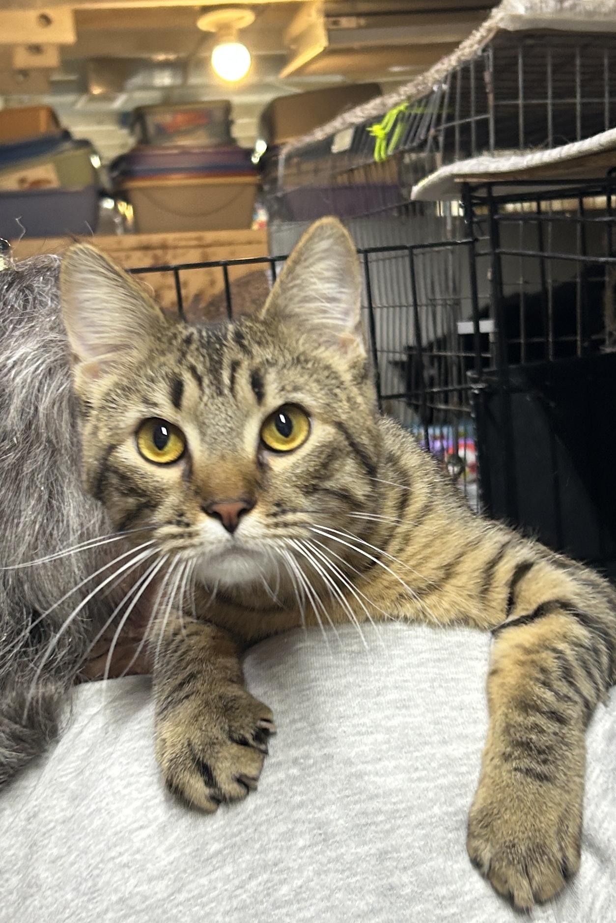 Enlarge Hugo, a ADOPTABLE Domestic Short Hair in Avon, OH image 3/3