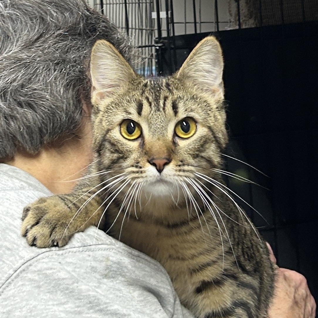 Hugo, ADOPTABLE, Young Male Domestic Short Hair.