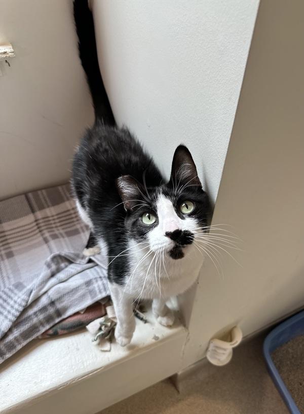 Enlarge Charm, a Adoptable mixed breed in Santa Rosa, CA image 2/2