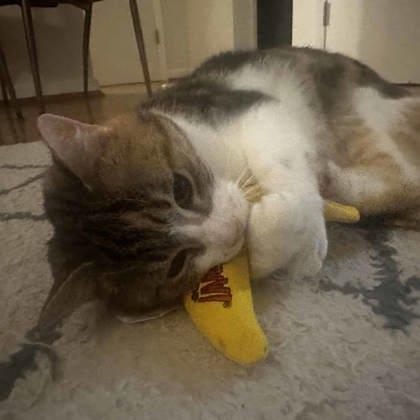 Masie, a Adoptable mixed breed in Atlanta, GA image 1/3