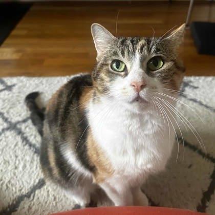 Masie, Adoptable, Senior Female Domestic Short Hair.