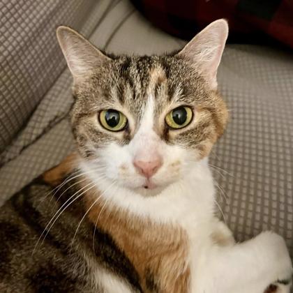 Masie, a Adoptable mixed breed in Atlanta, GA image 3/3