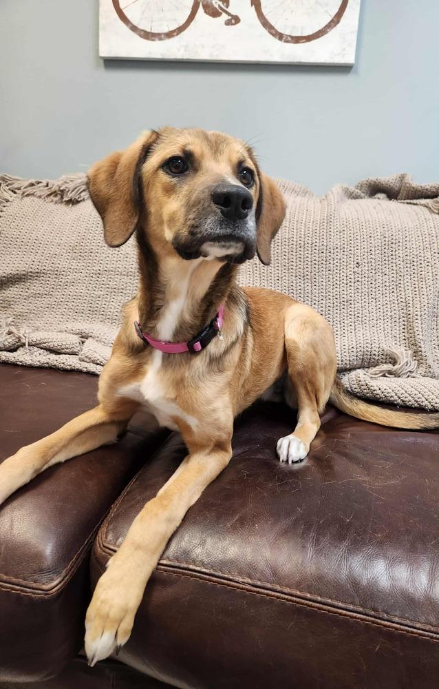 Enlarge CINNAMON, a Adoptable mixed breed in Lexington, TN image 1/1