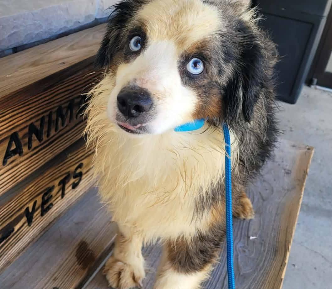 Enlarge Bronson, a ADOPTABLE Australian Shepherd in St. Clairsville, OH image 3/3