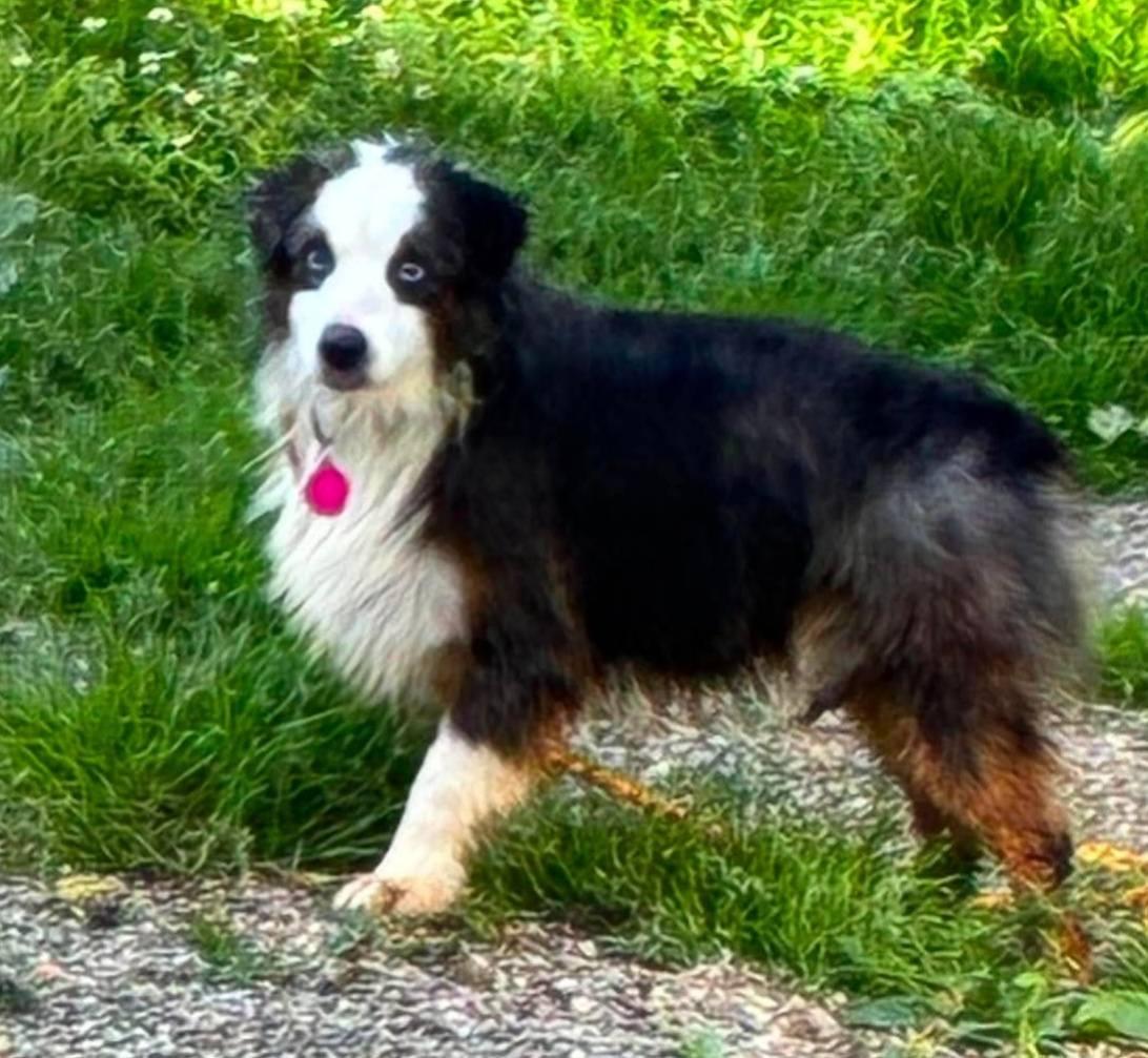Bronson, ADOPTABLE, Adult Male Australian Shepherd.