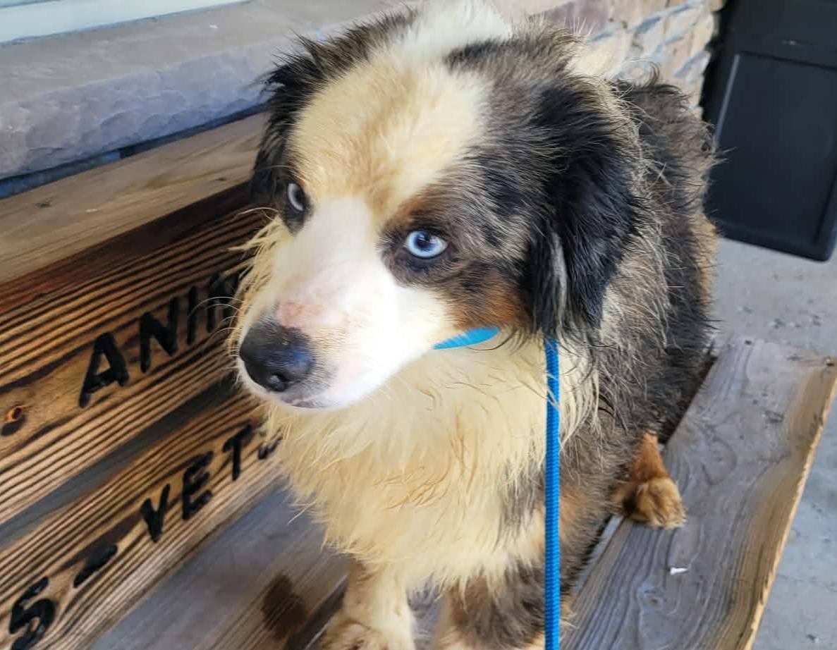 Enlarge Bronson, a ADOPTABLE Australian Shepherd in St. Clairsville, OH image 2/3