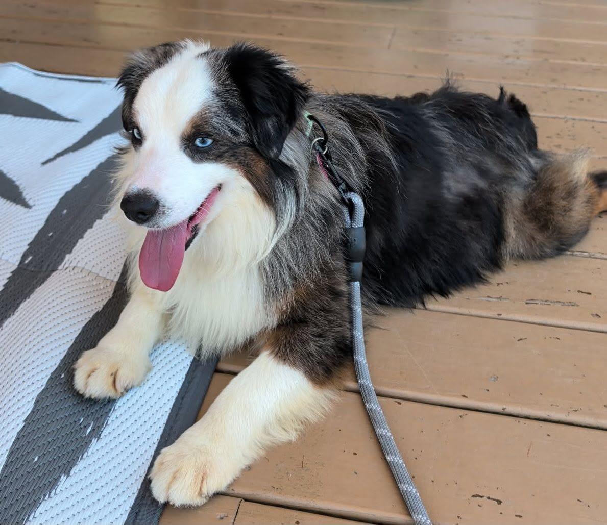 Bronson, ADOPTABLE, Adult Male Australian Shepherd.