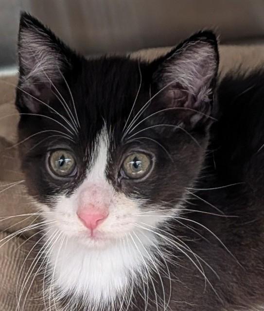 BUTTONS, Adoptable, Kitten Male Domestic Short Hair.