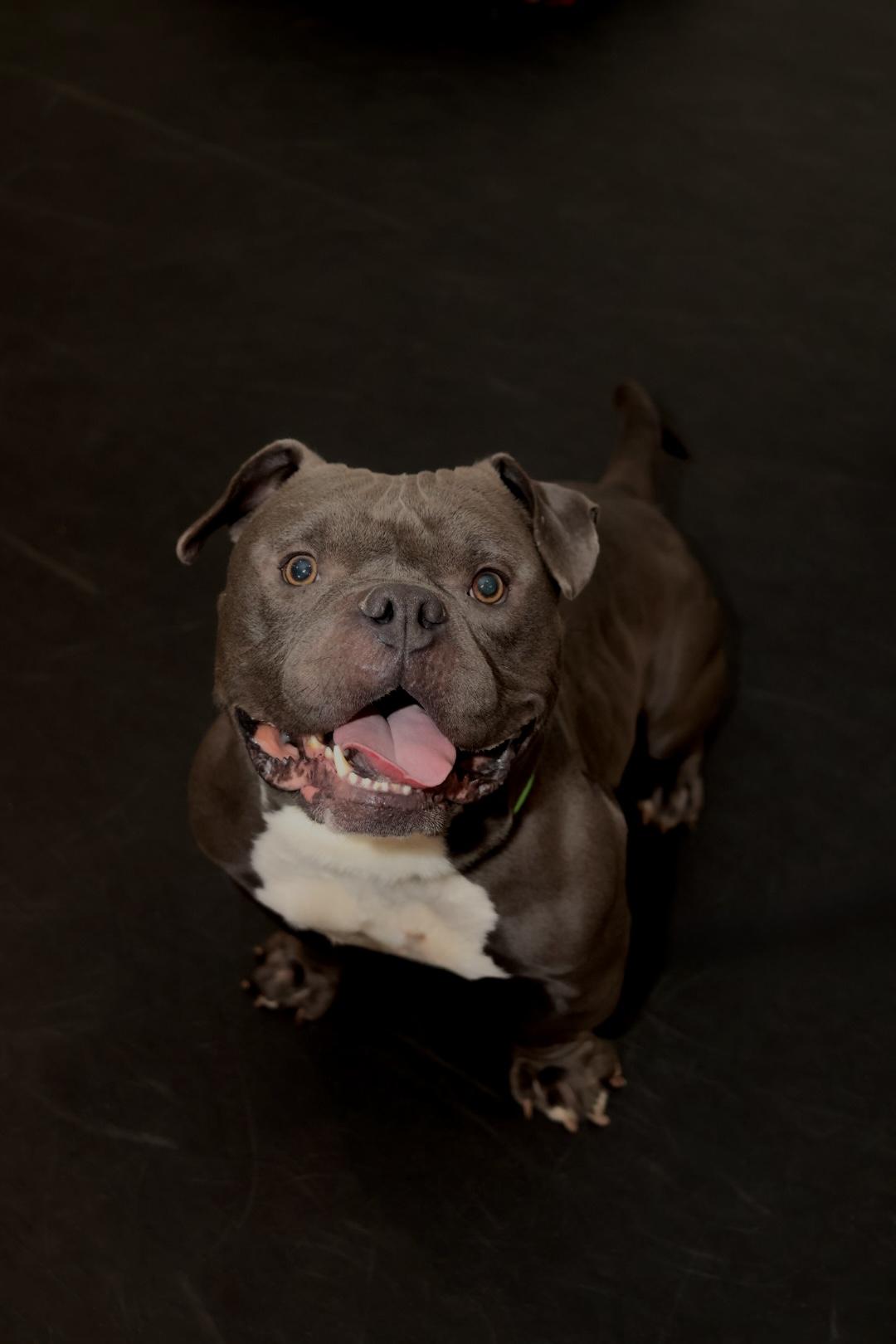 Enlarge Chance, a Adopted Pit Bull Terrier in Terryville, CT image 1/6