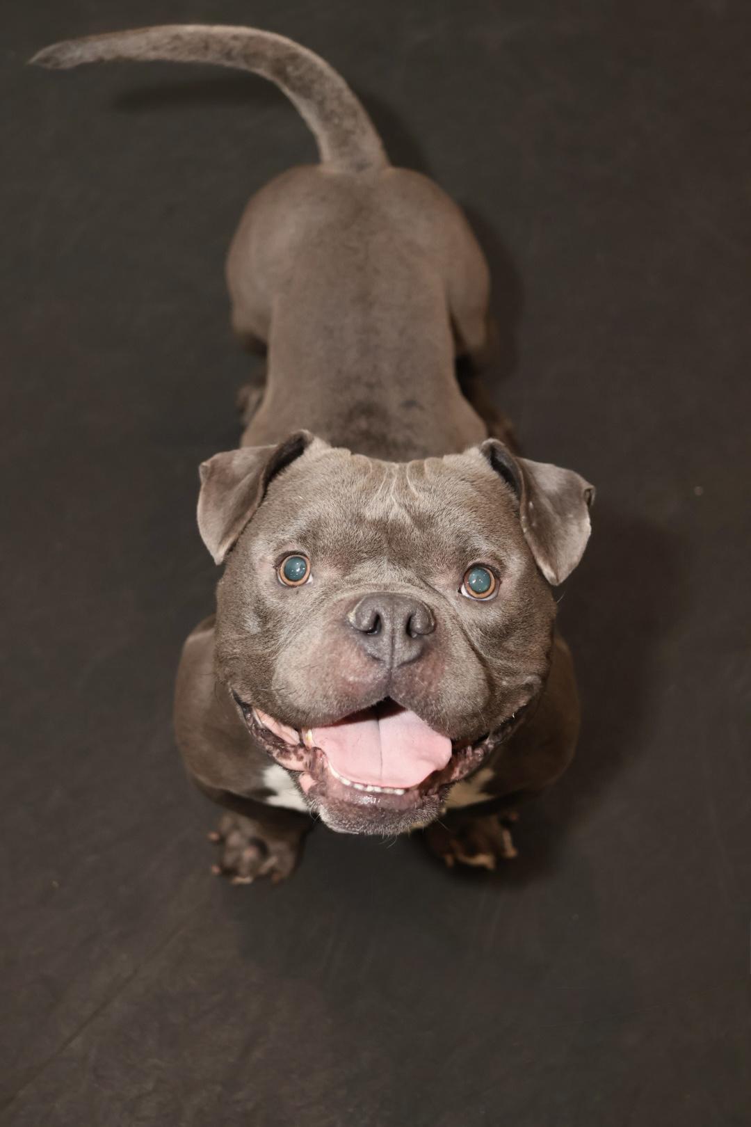 Enlarge Chance, a Adopted Pit Bull Terrier in Terryville, CT image 2/6