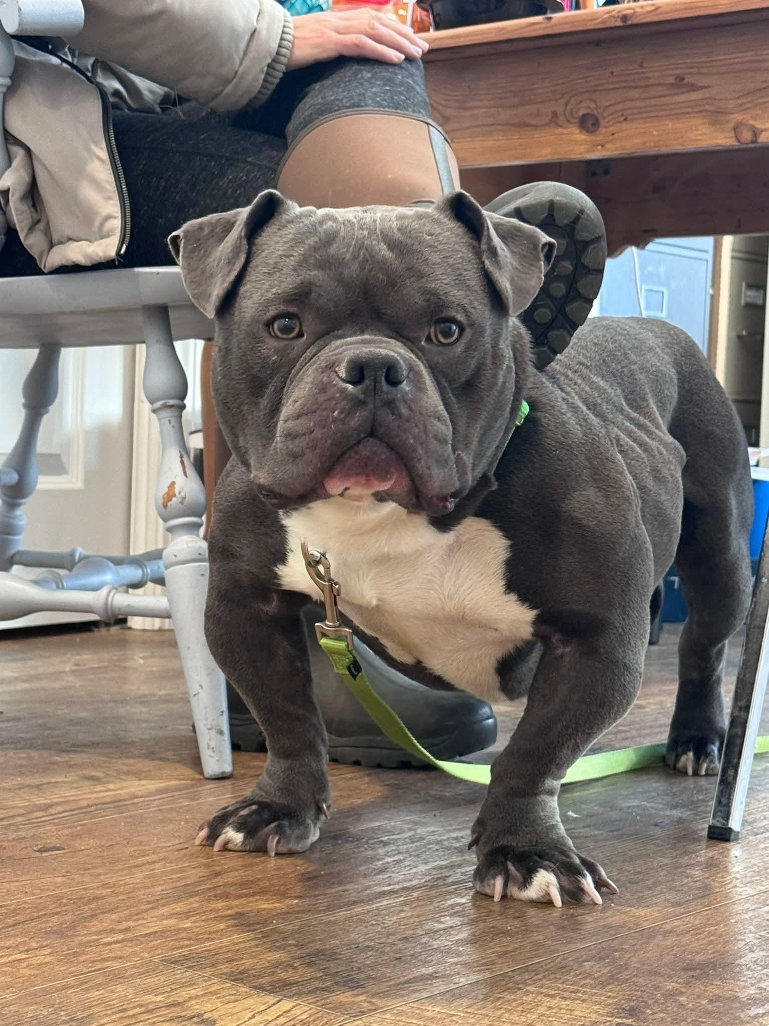 Enlarge Chance, a Adopted Pit Bull Terrier in Terryville, CT image 3/6