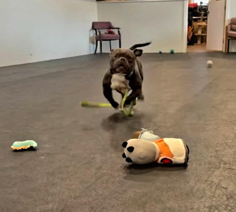 Enlarge Chance, a Adopted Pit Bull Terrier in Terryville, CT image 4/6