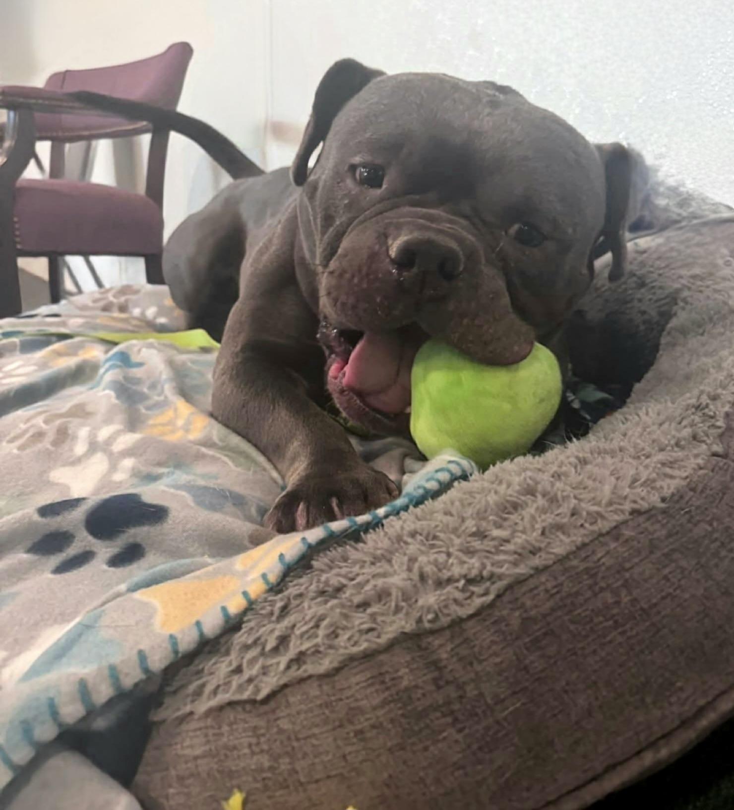 Enlarge Chance, a Adopted Pit Bull Terrier in Terryville, CT image 5/6