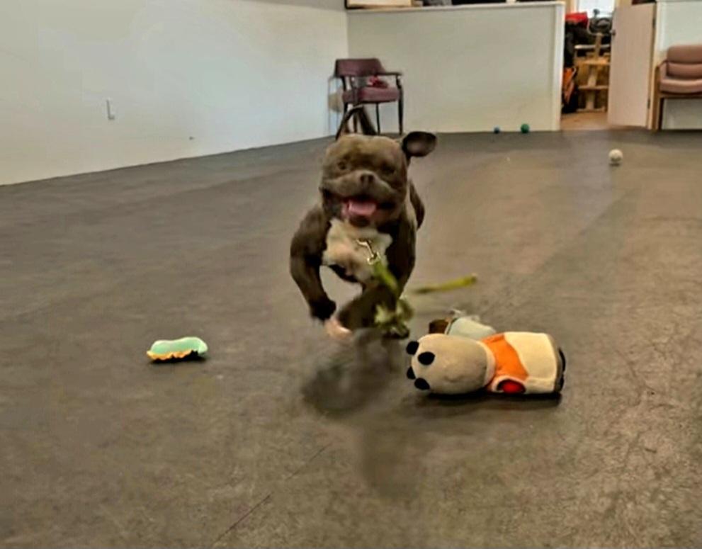 Enlarge Chance, a Adopted Pit Bull Terrier in Terryville, CT image 6/6