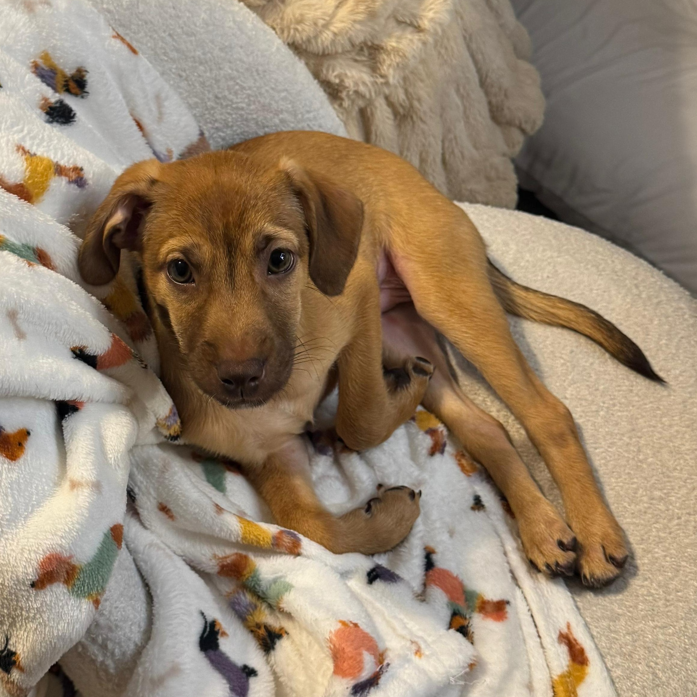 Enlarge Yankee, a Adoptable mixed breed in Annapolis, MD image 6/6