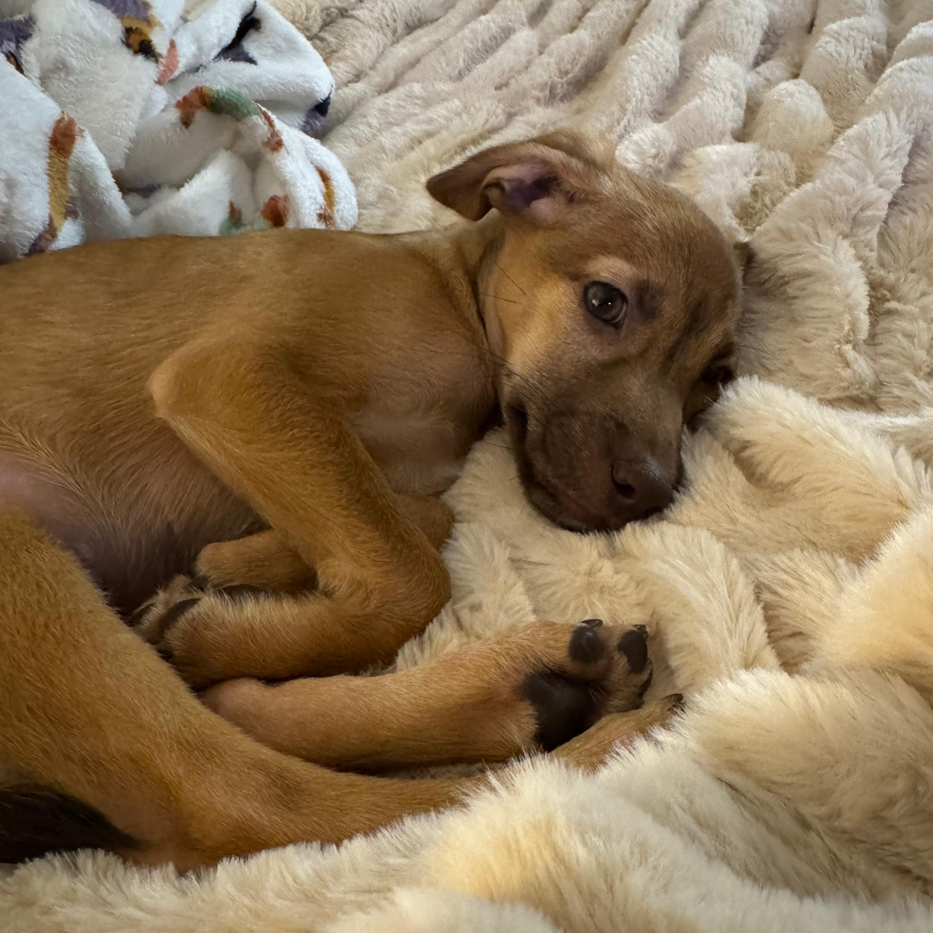 Enlarge Yankee, a Adoptable mixed breed in Annapolis, MD image 4/6