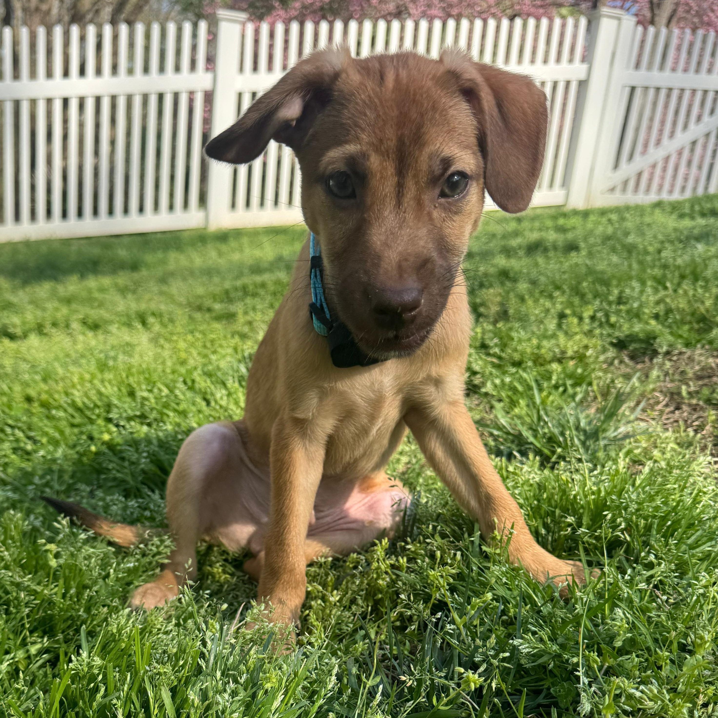 Enlarge Yankee, a Adoptable mixed breed in Annapolis, MD image 5/6