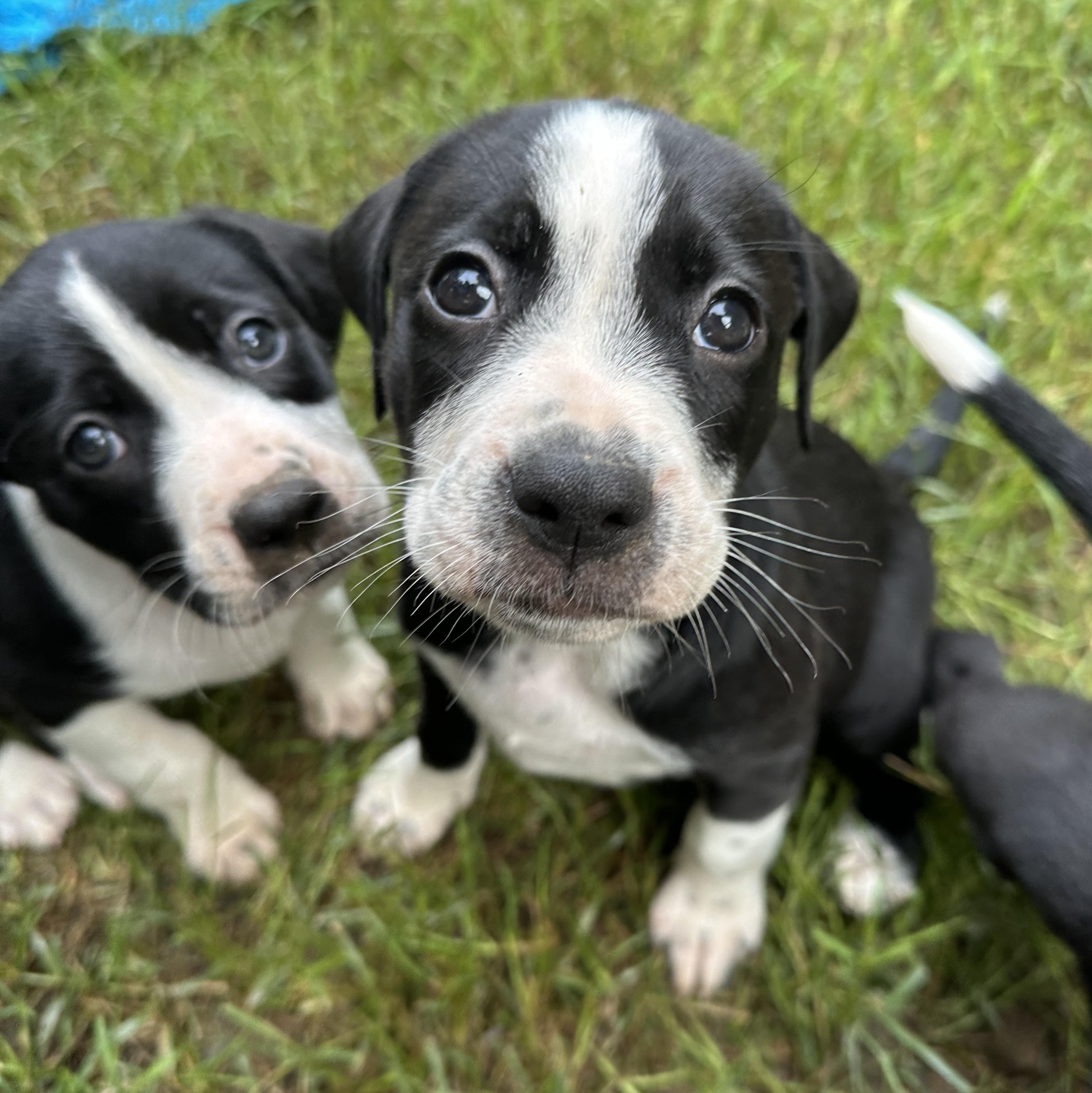 Enlarge Guava, a Adopted mixed breed in Apex, NC image 6/6
