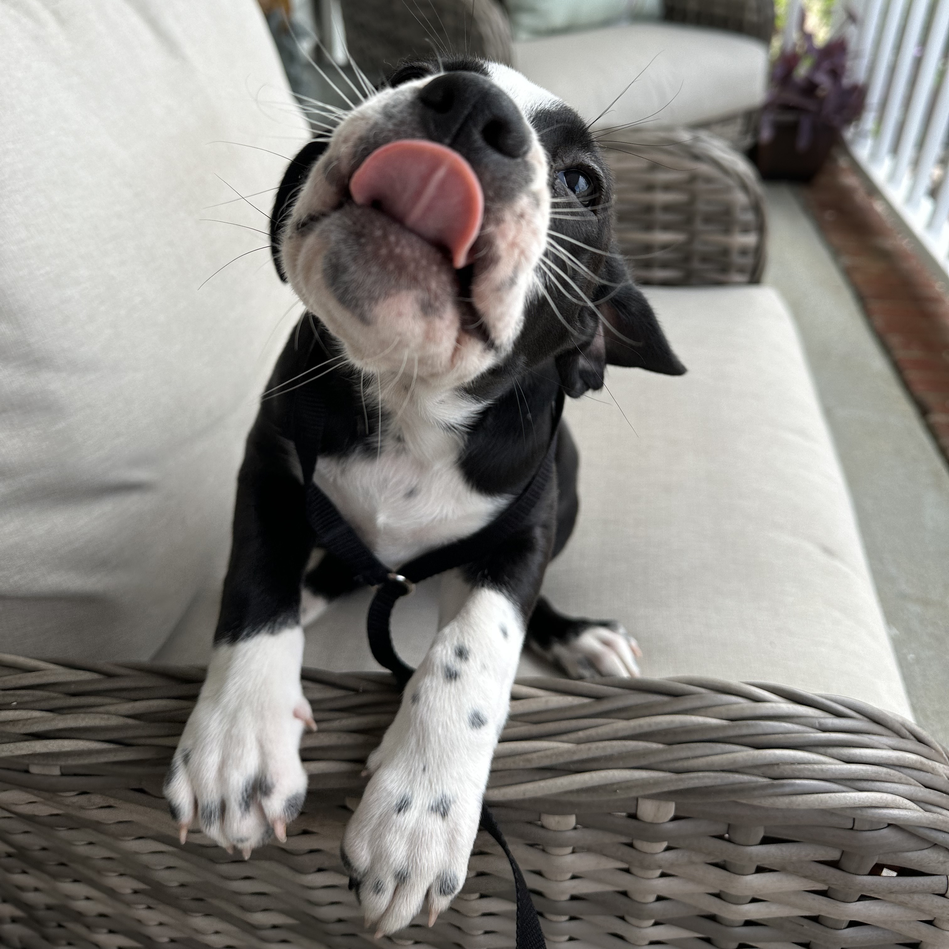 Enlarge Guava, a Adopted mixed breed in Apex, NC image 5/6