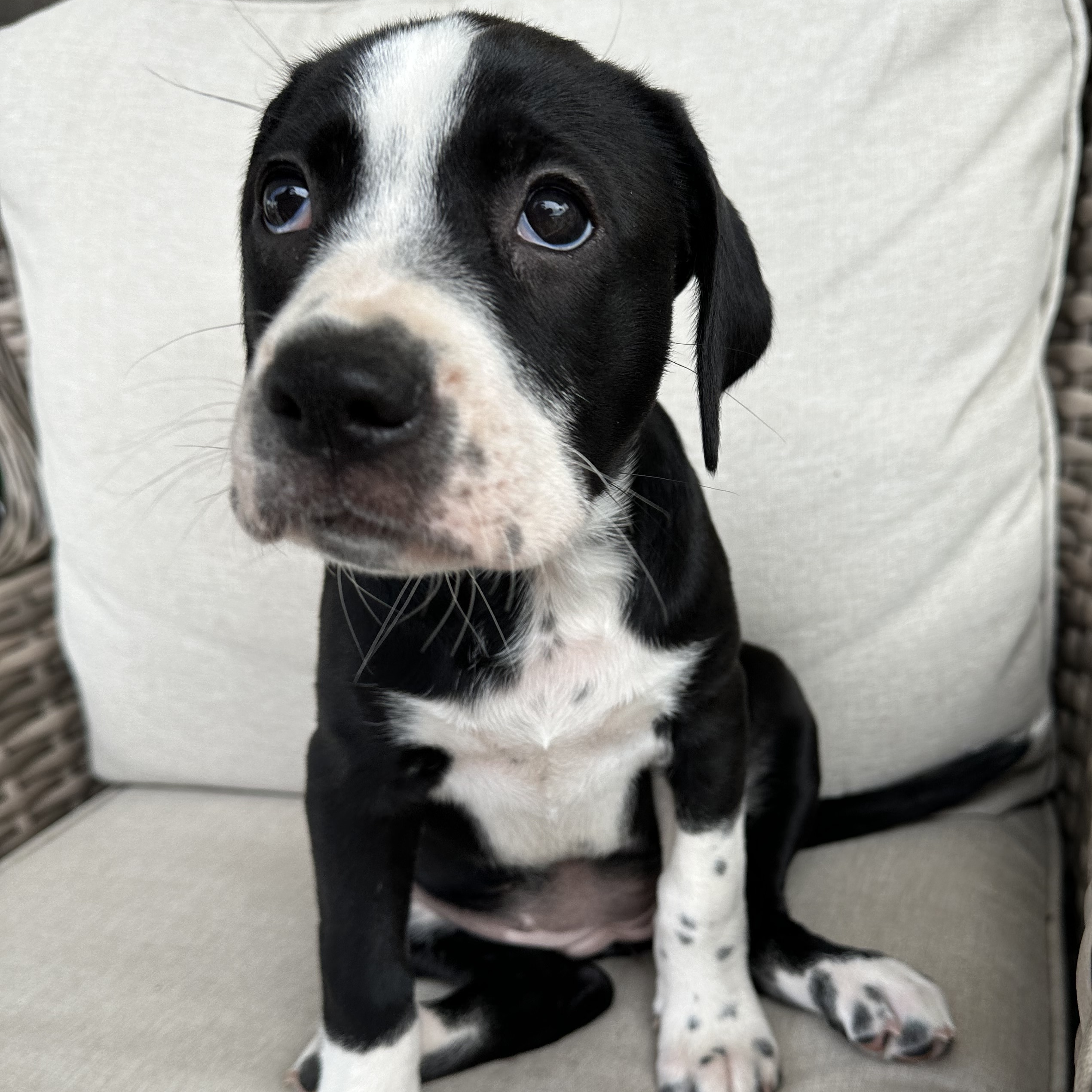 Enlarge Guava, a Adopted mixed breed in Apex, NC image 3/6