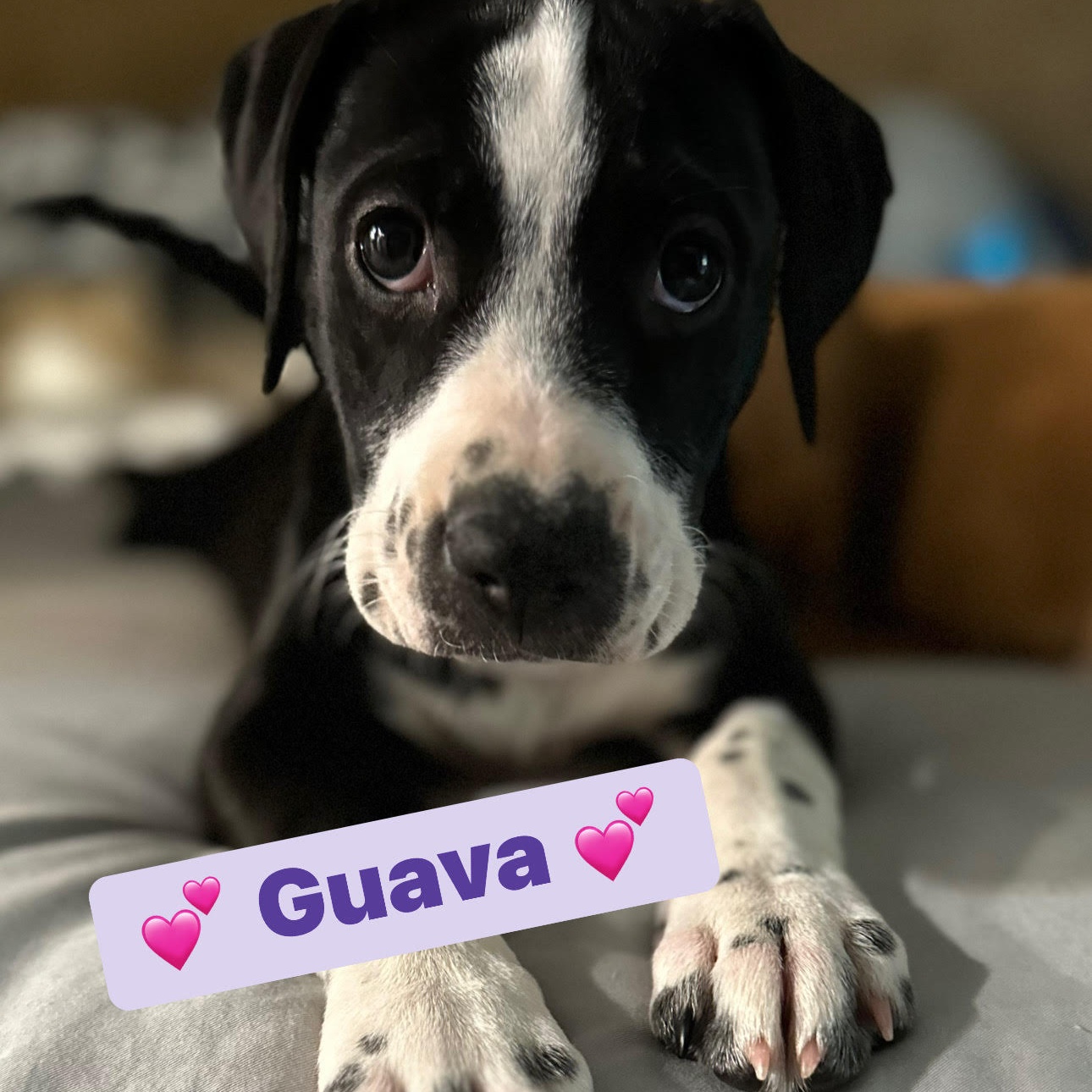 Guava, Adopted, Puppy Female Hound & American Staffordshire Terrier.
