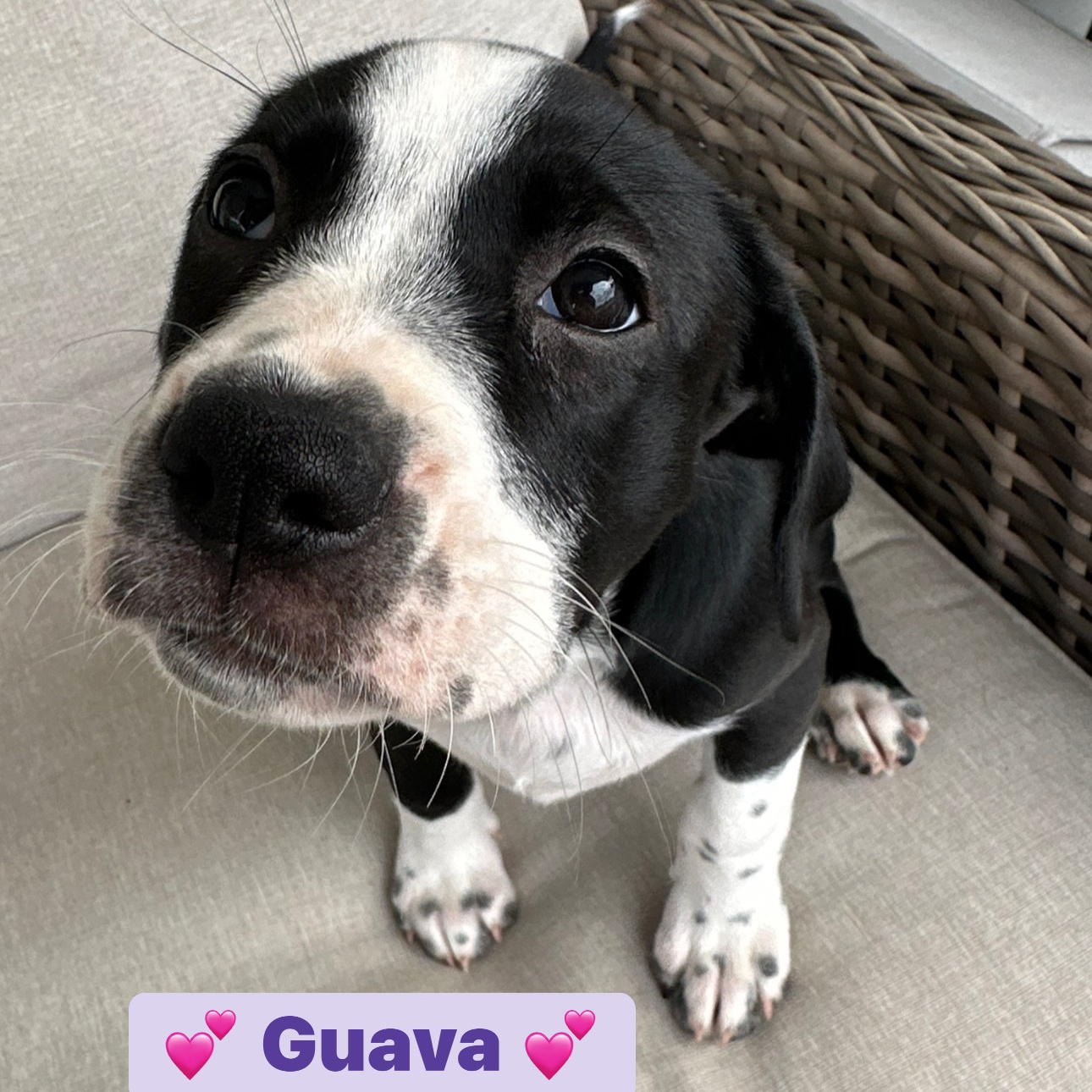 Enlarge Guava, a Adopted mixed breed in Apex, NC image 2/6
