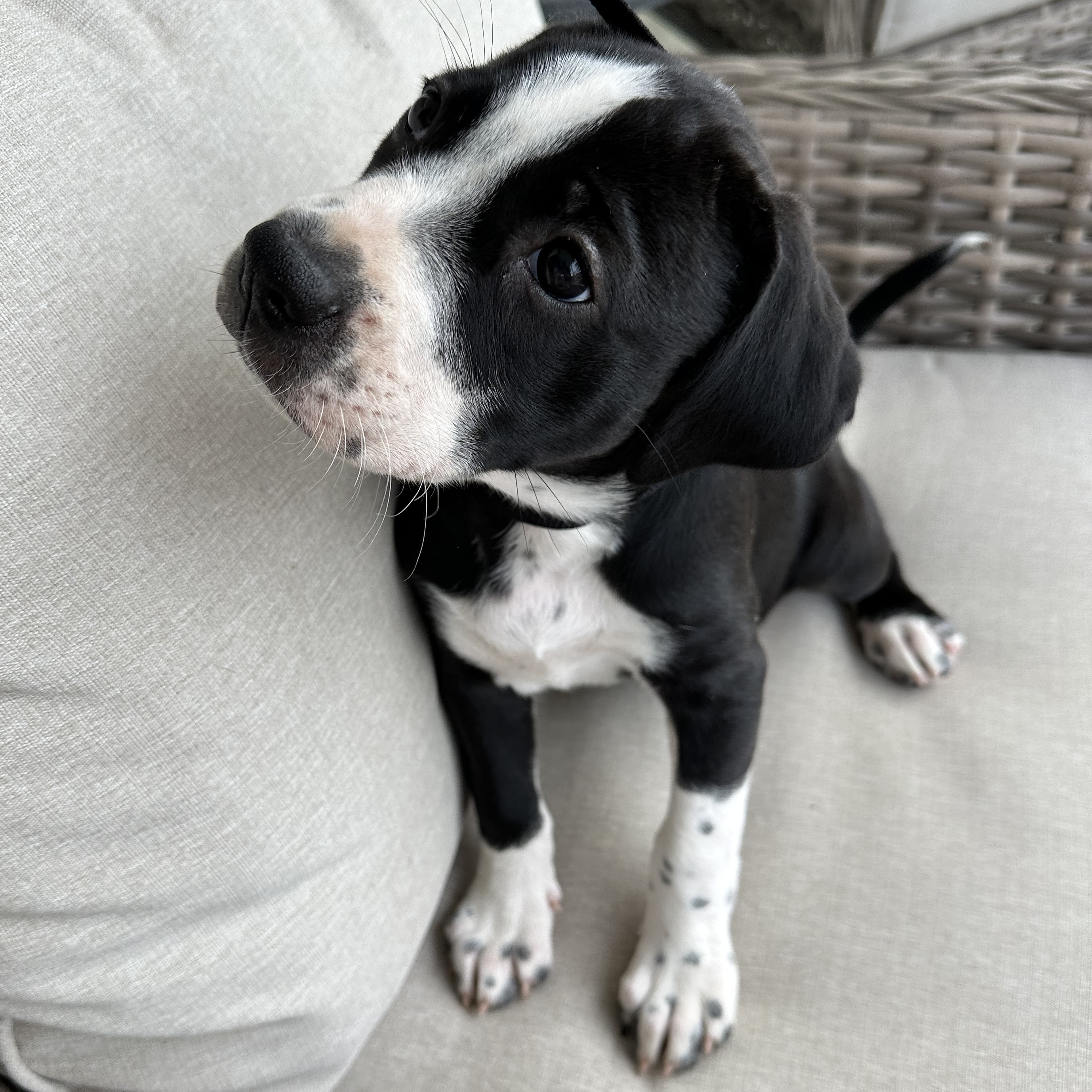 Enlarge Guava, a Adopted mixed breed in Apex, NC image 4/6
