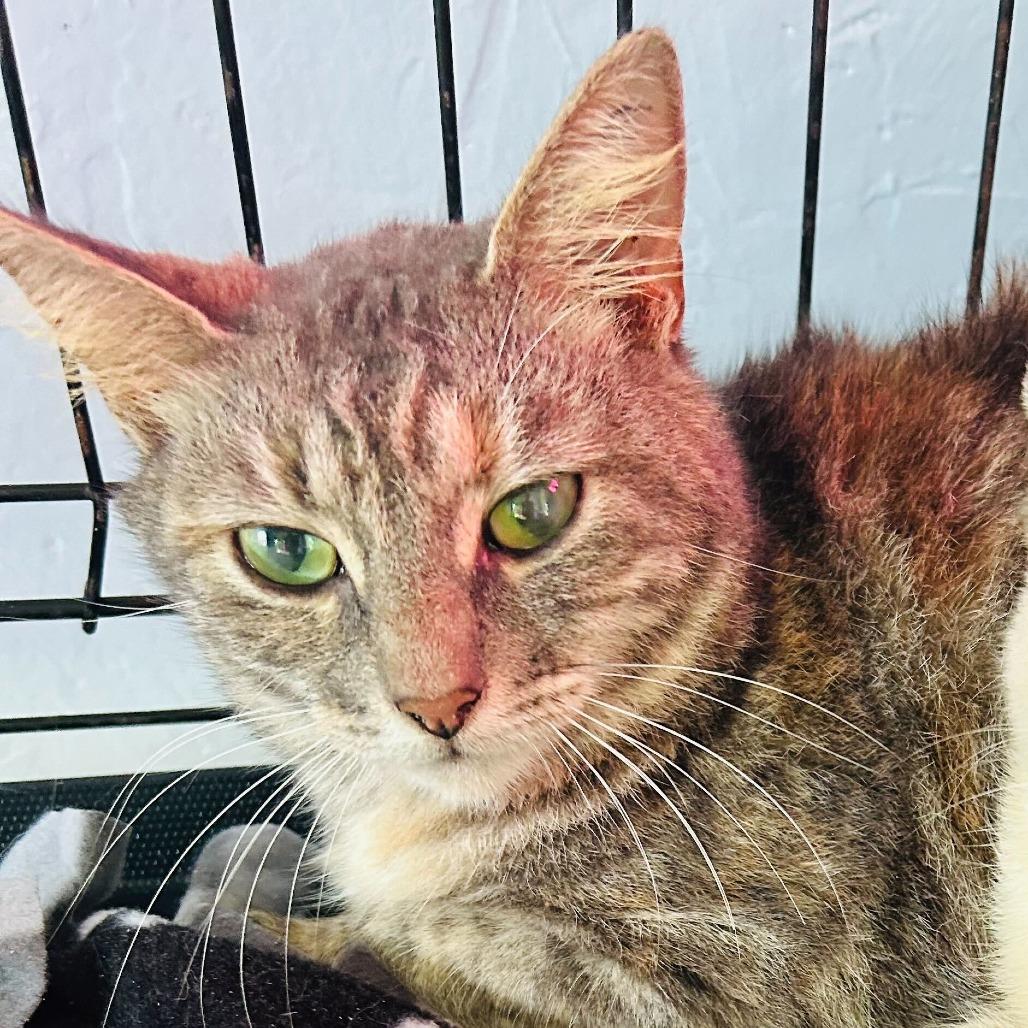 Fern, Adoptable, Young Female Domestic Short Hair & Siamese.