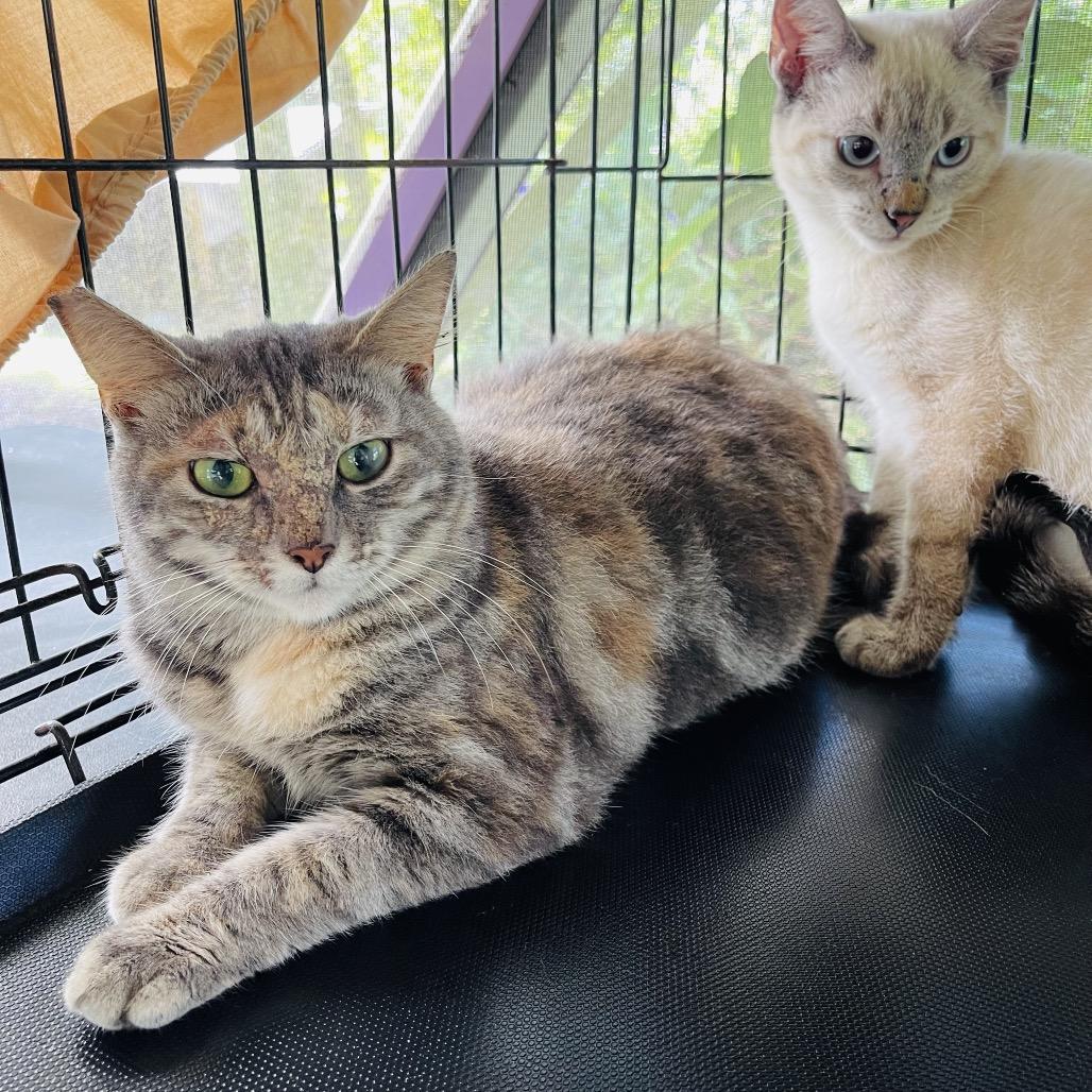 Enlarge Fern, a Adoptable mixed breed in Pahoa, HI image 2/6