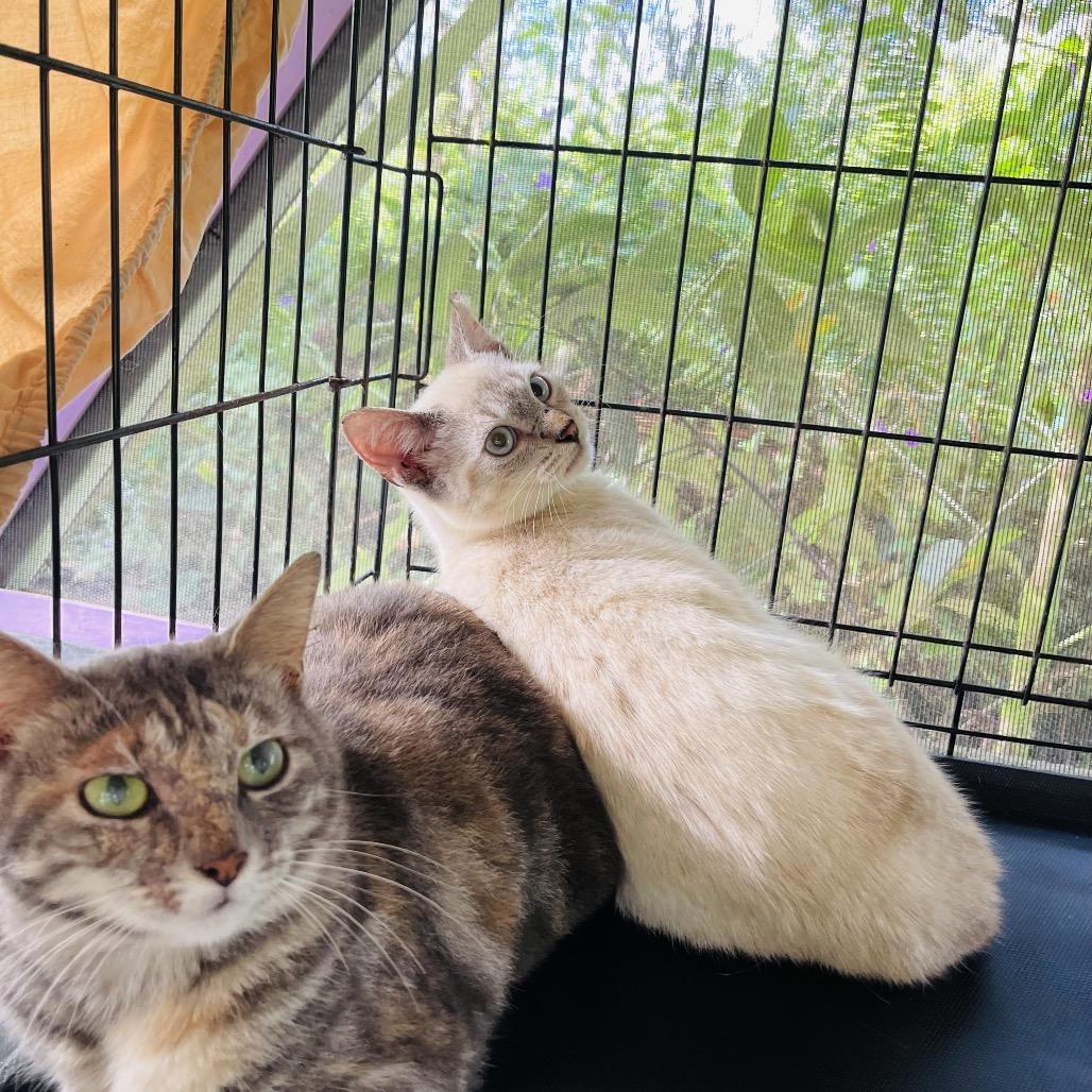 Enlarge Fern, a Adoptable mixed breed in Pahoa, HI image 3/6