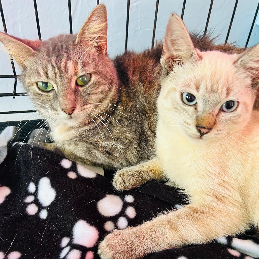 Enlarge Fern, a Adoptable mixed breed in Pahoa, HI image 4/6