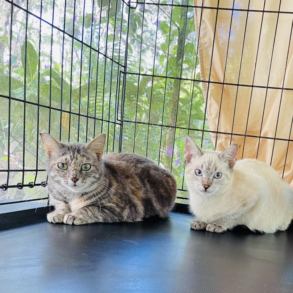 Enlarge Fern, a Adoptable mixed breed in Pahoa, HI image 5/6