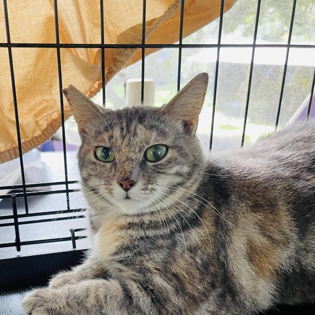 Enlarge Fern, a Adoptable mixed breed in Pahoa, HI image 6/6