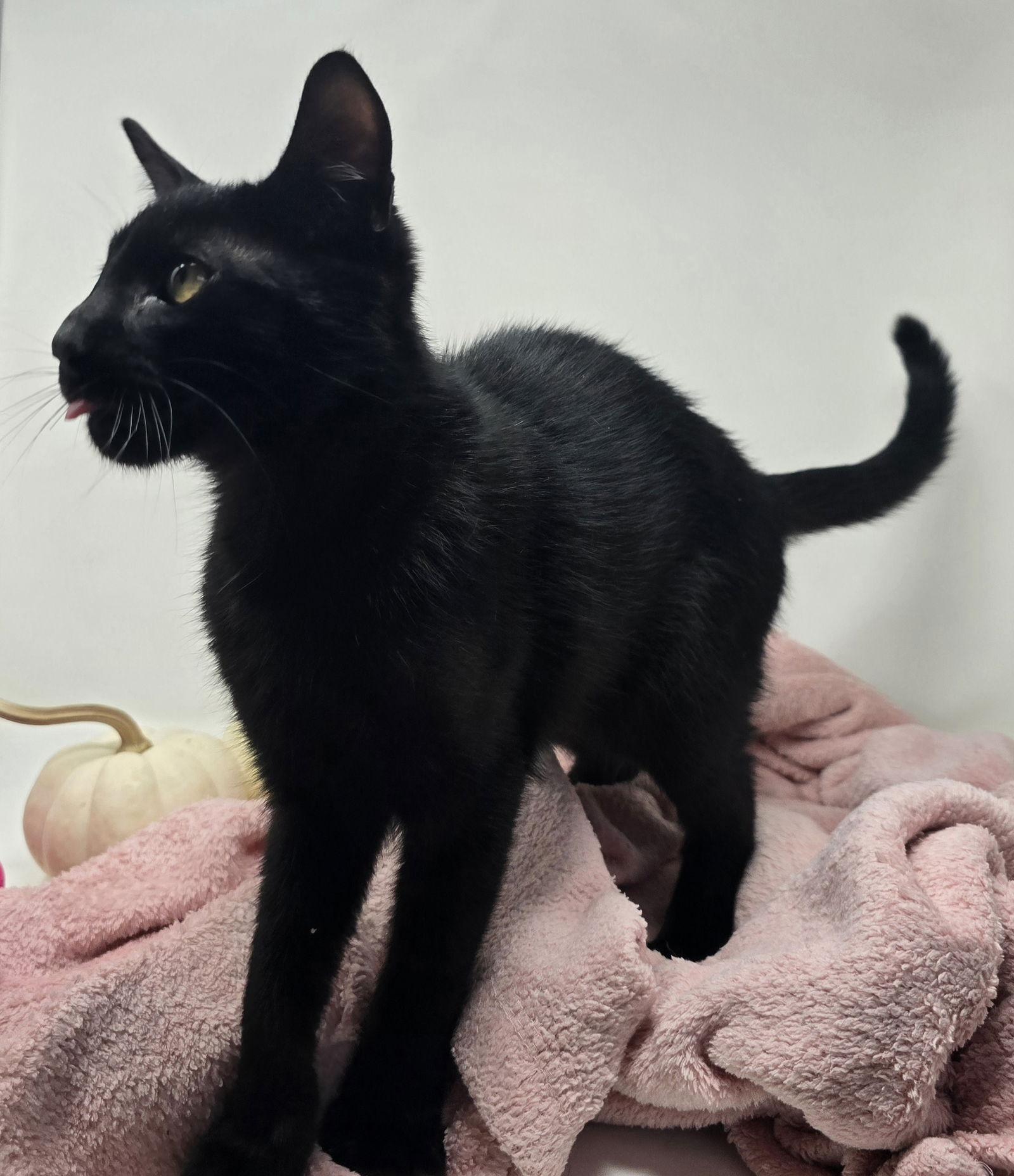 Asteroid, Adoptable, Young Male American Shorthair.