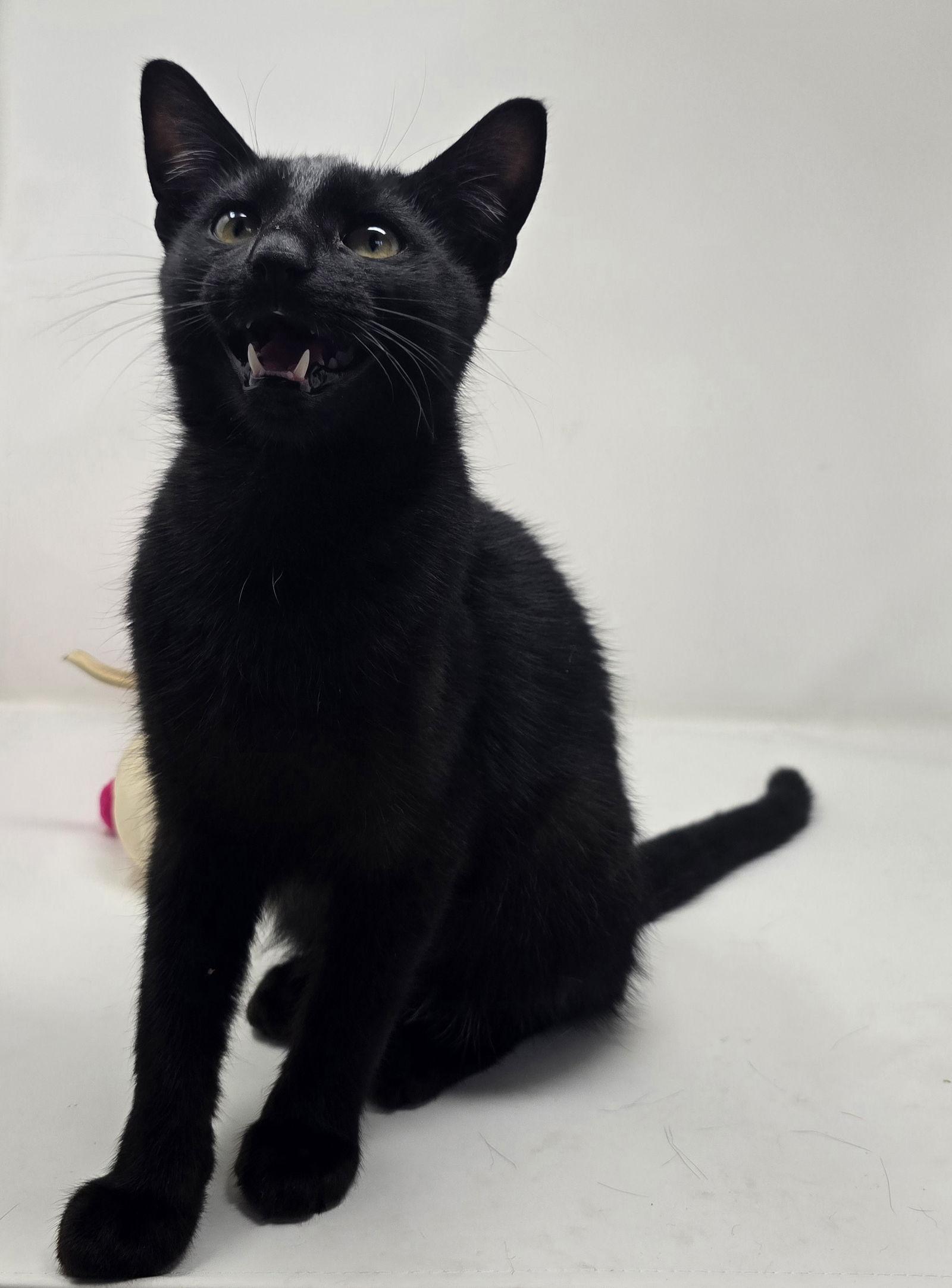 Enlarge Asteroid, a Adoptable Domestic Short Hair in Crompond, NY image 2/2