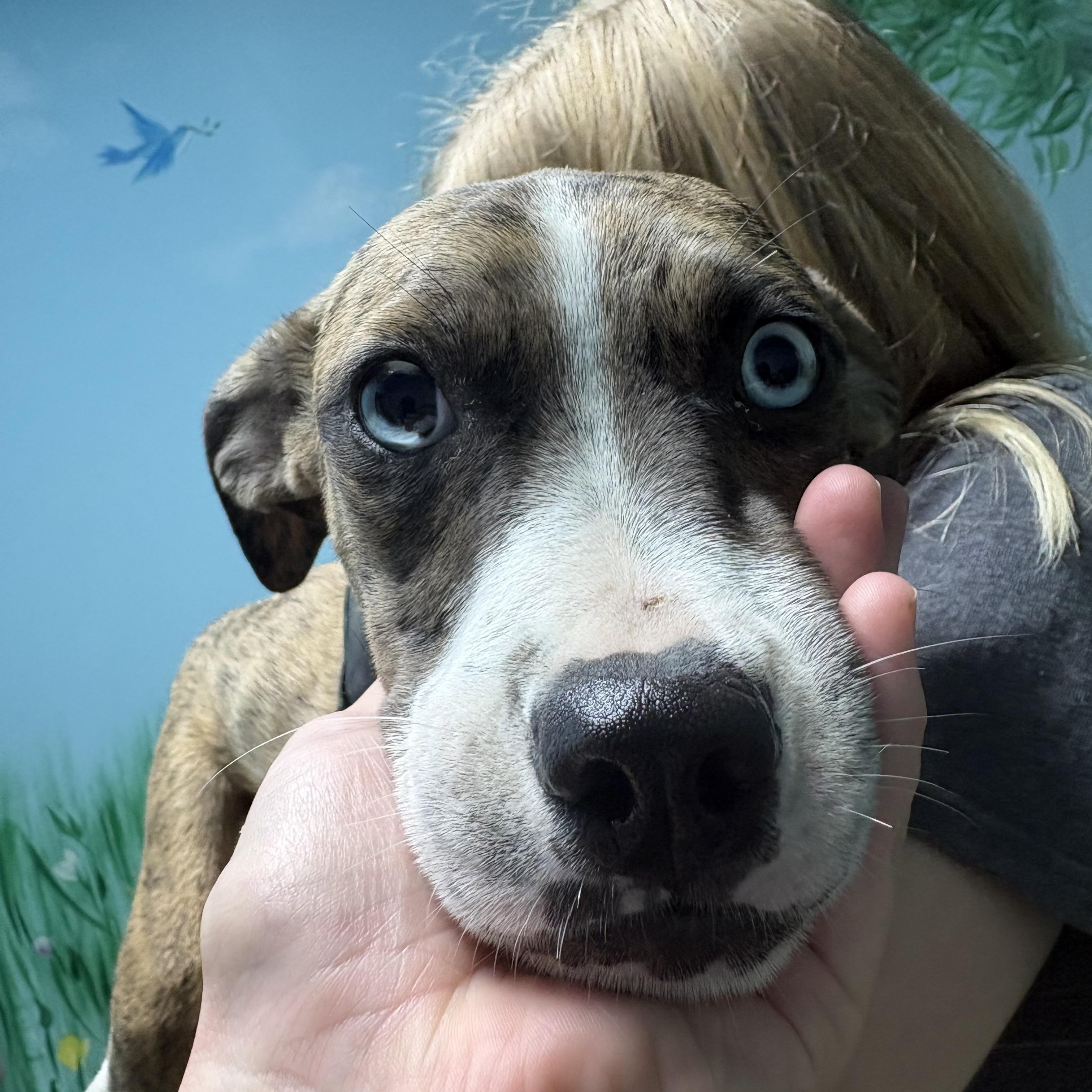 Enlarge Jojo, a Adoptable mixed breed in Godfrey, IL image 1/1