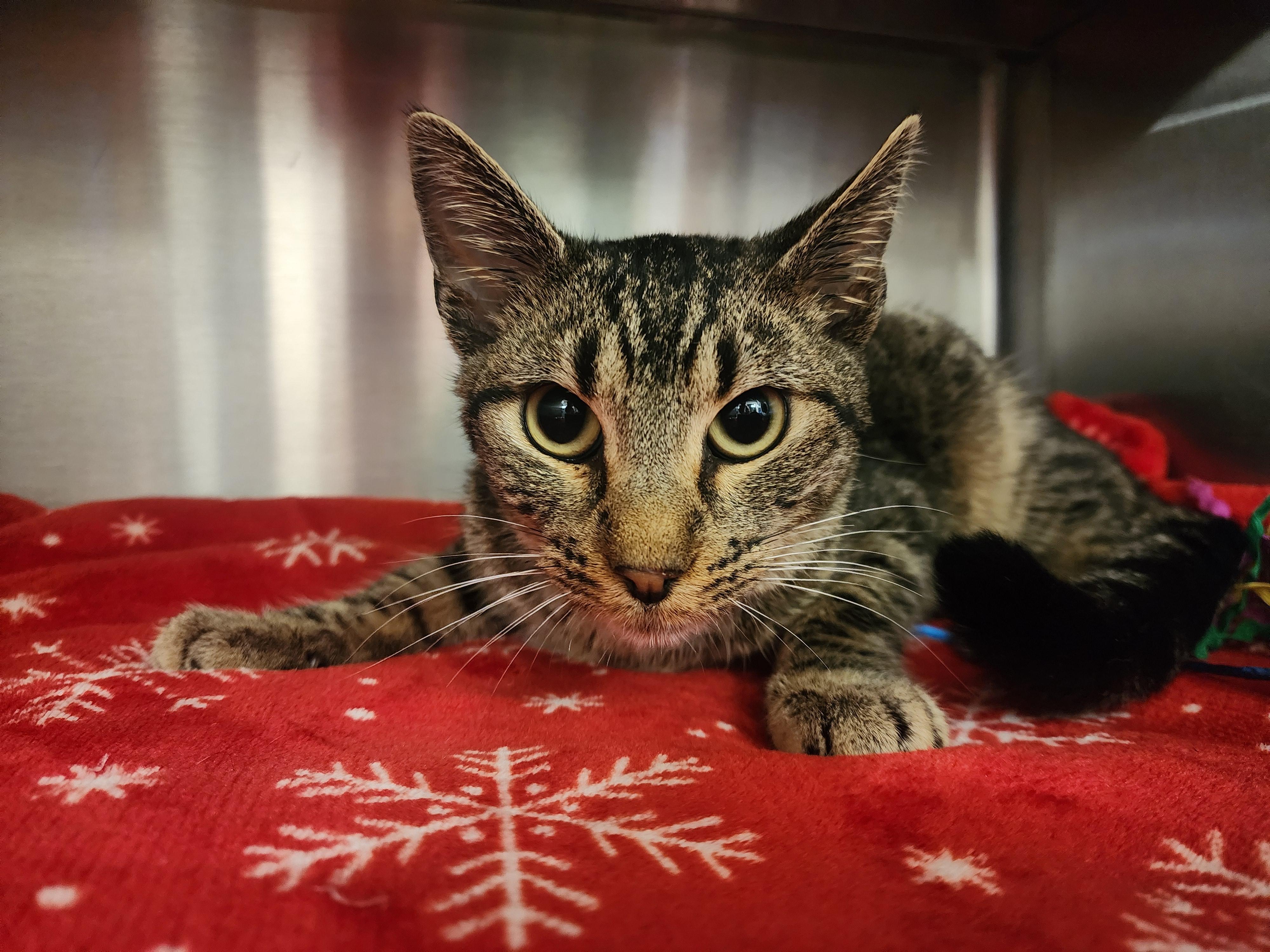 Enlarge Koda, a ADOPTABLE Domestic Short Hair in Liberty, MO image 1/2