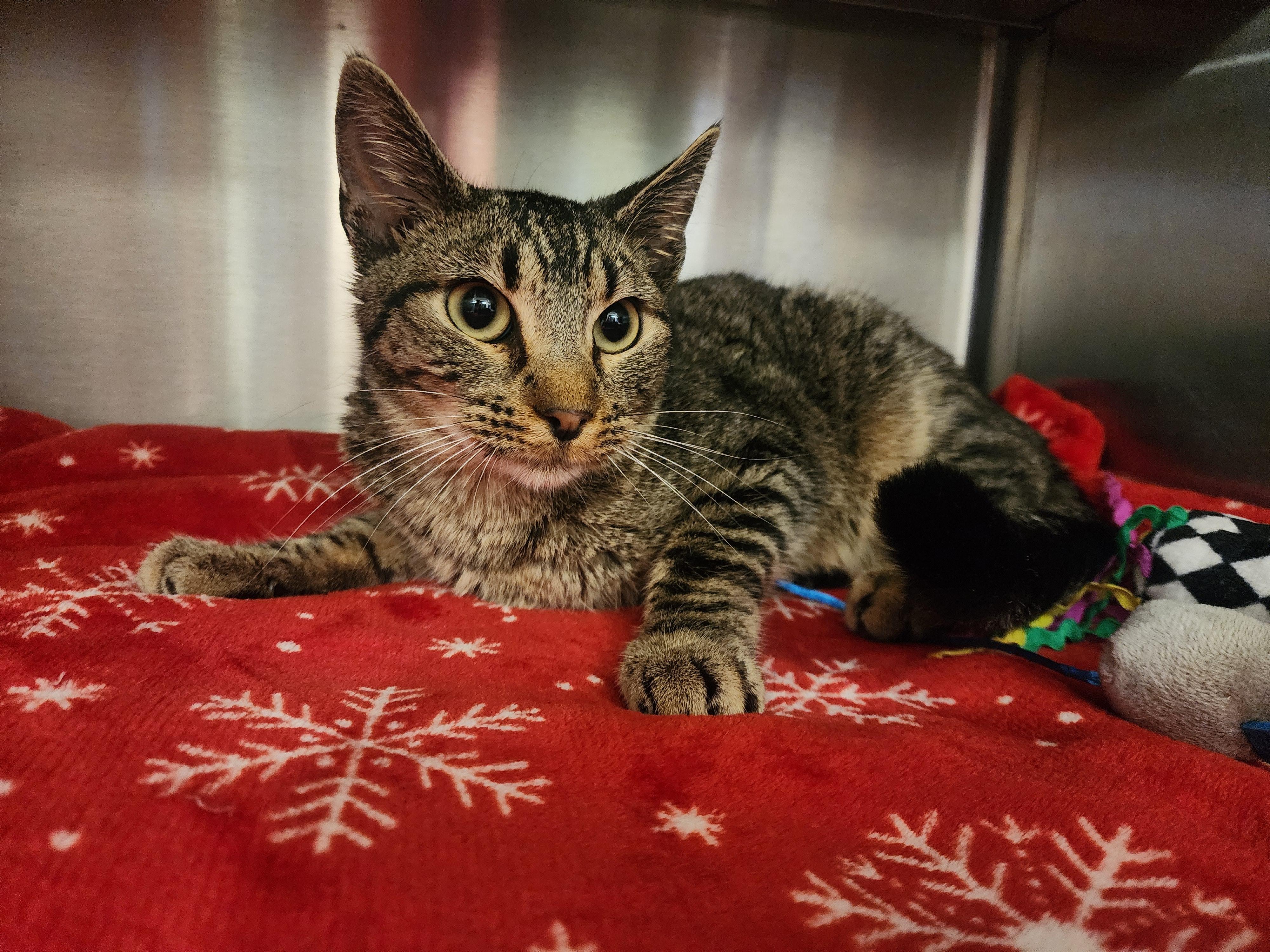 Enlarge Koda, a ADOPTABLE Domestic Short Hair in Liberty, MO image 2/2