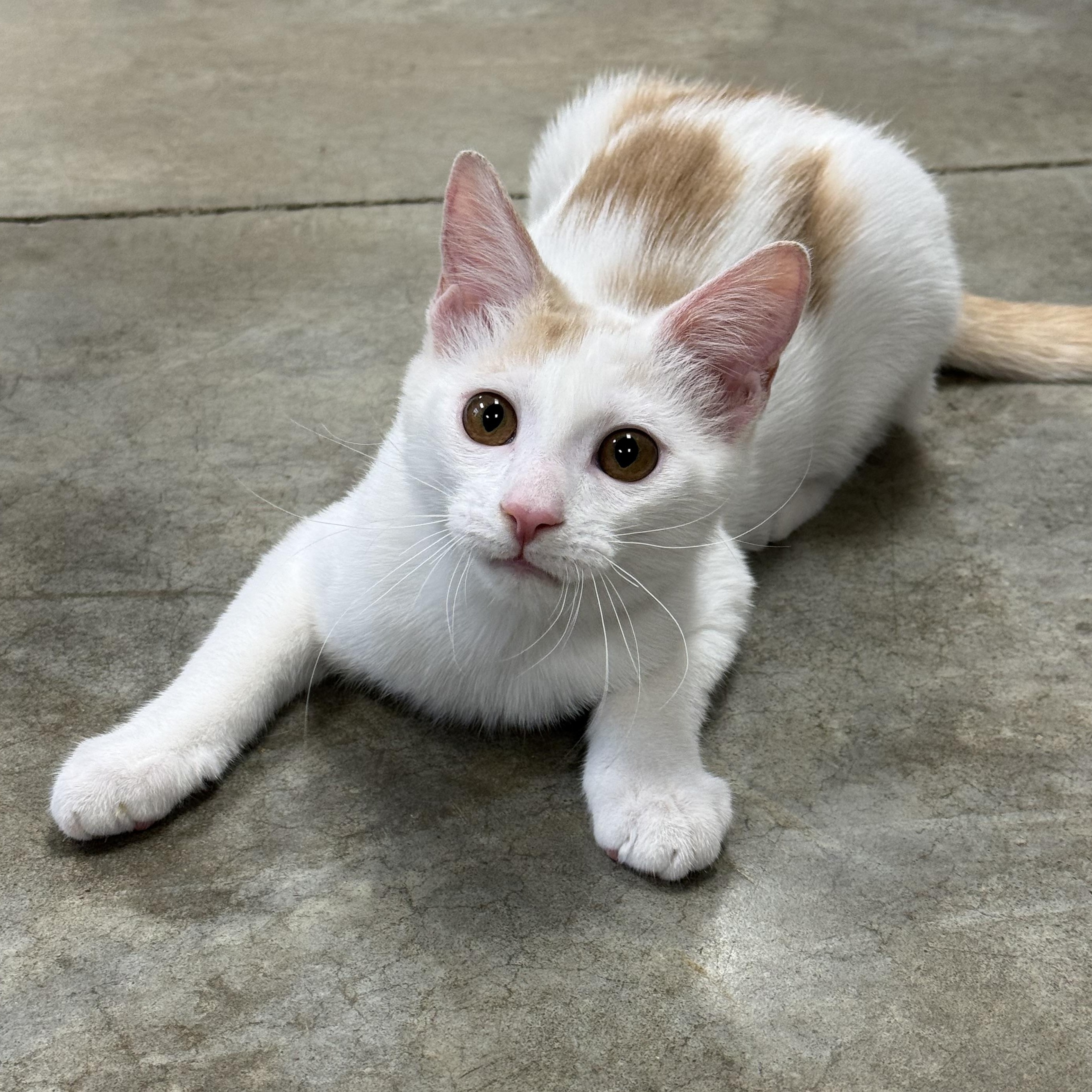 Enlarge Creme, an adoptable Domestic Medium Hair in Collierville, TN image 3/5