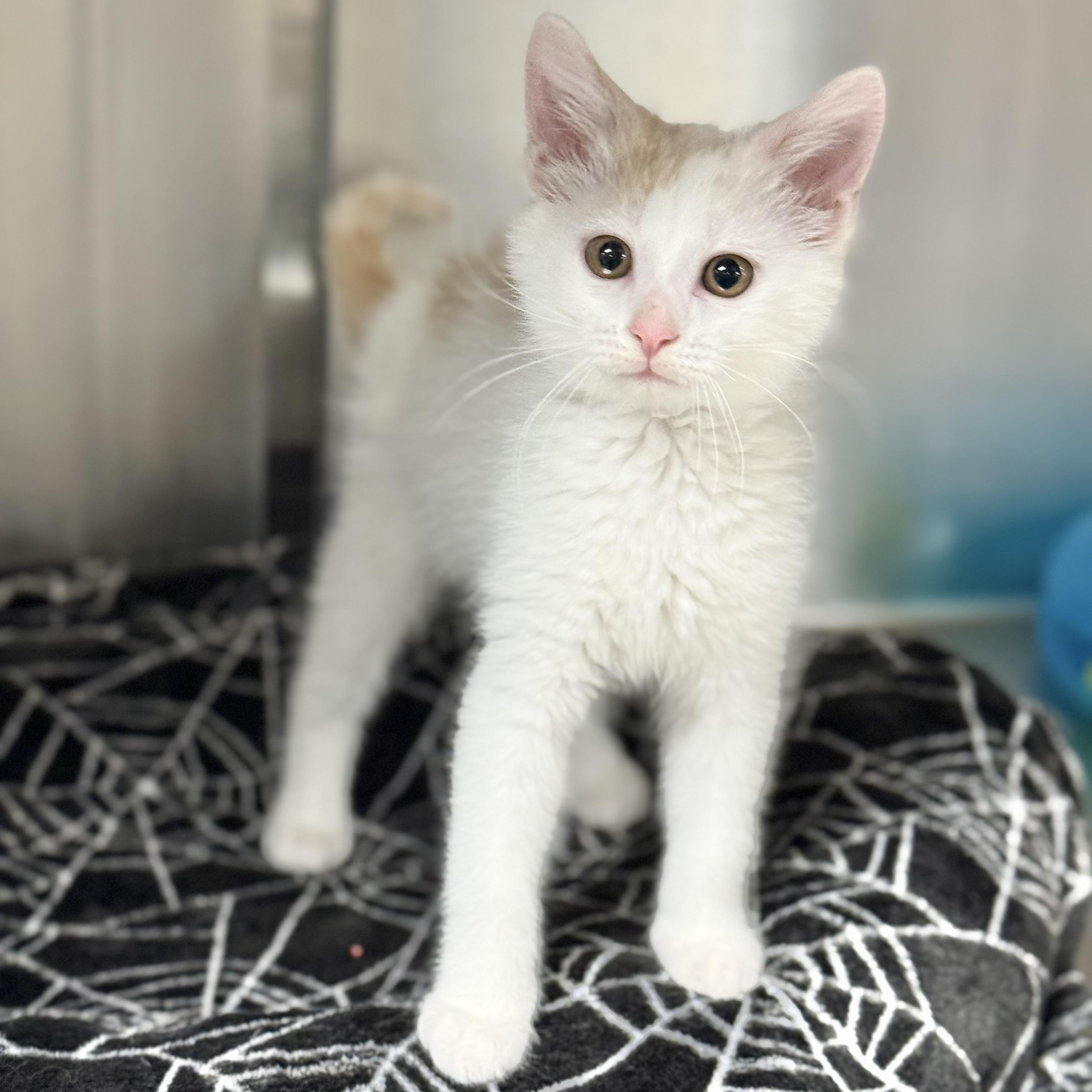 Creme, an adoptable Domestic Medium Hair in Collierville, TN image 4/6