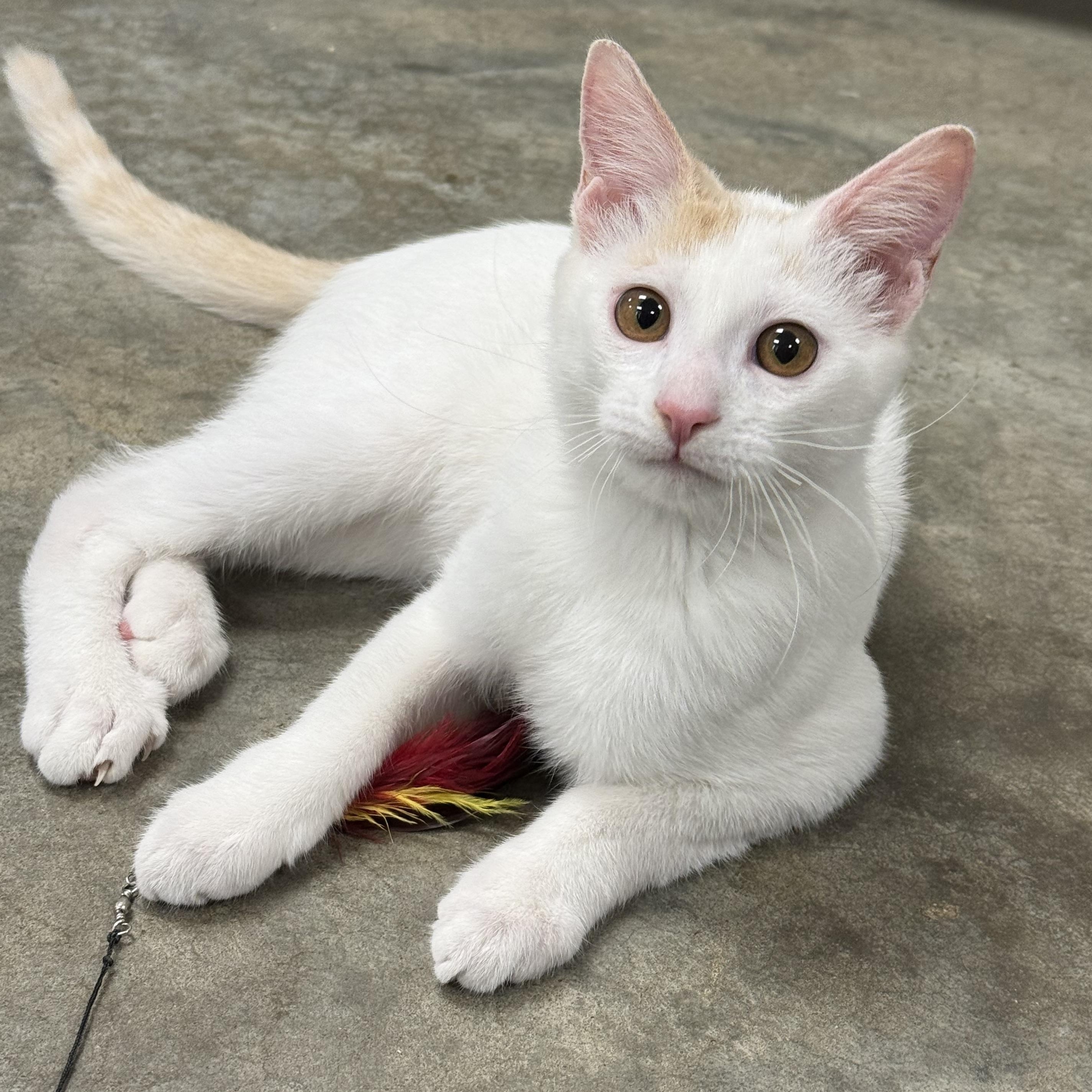 Enlarge Creme, an adoptable Domestic Medium Hair in Collierville, TN image 2/5