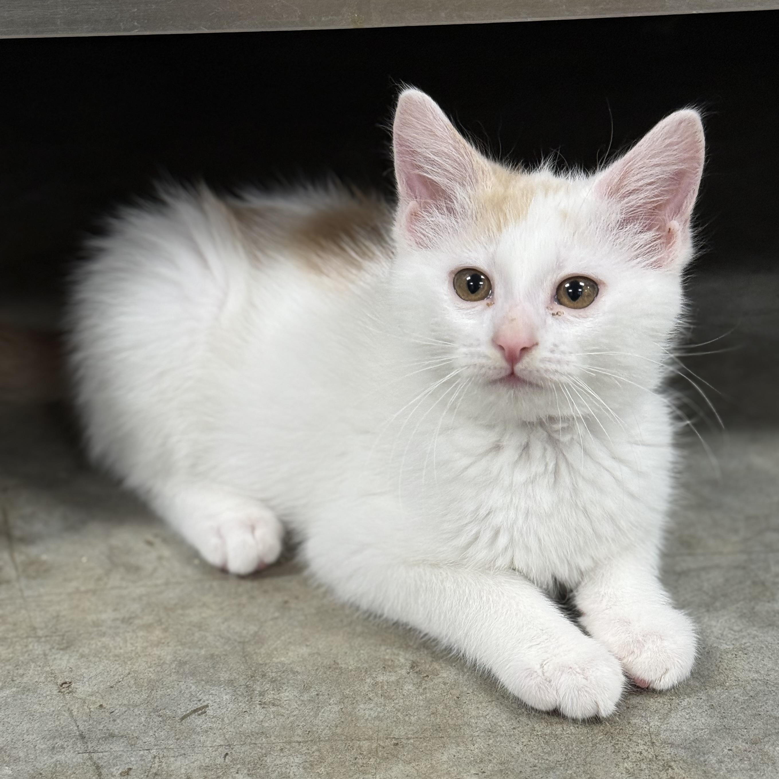 Creme, an adoptable Domestic Medium Hair in Collierville, TN image 6/6
