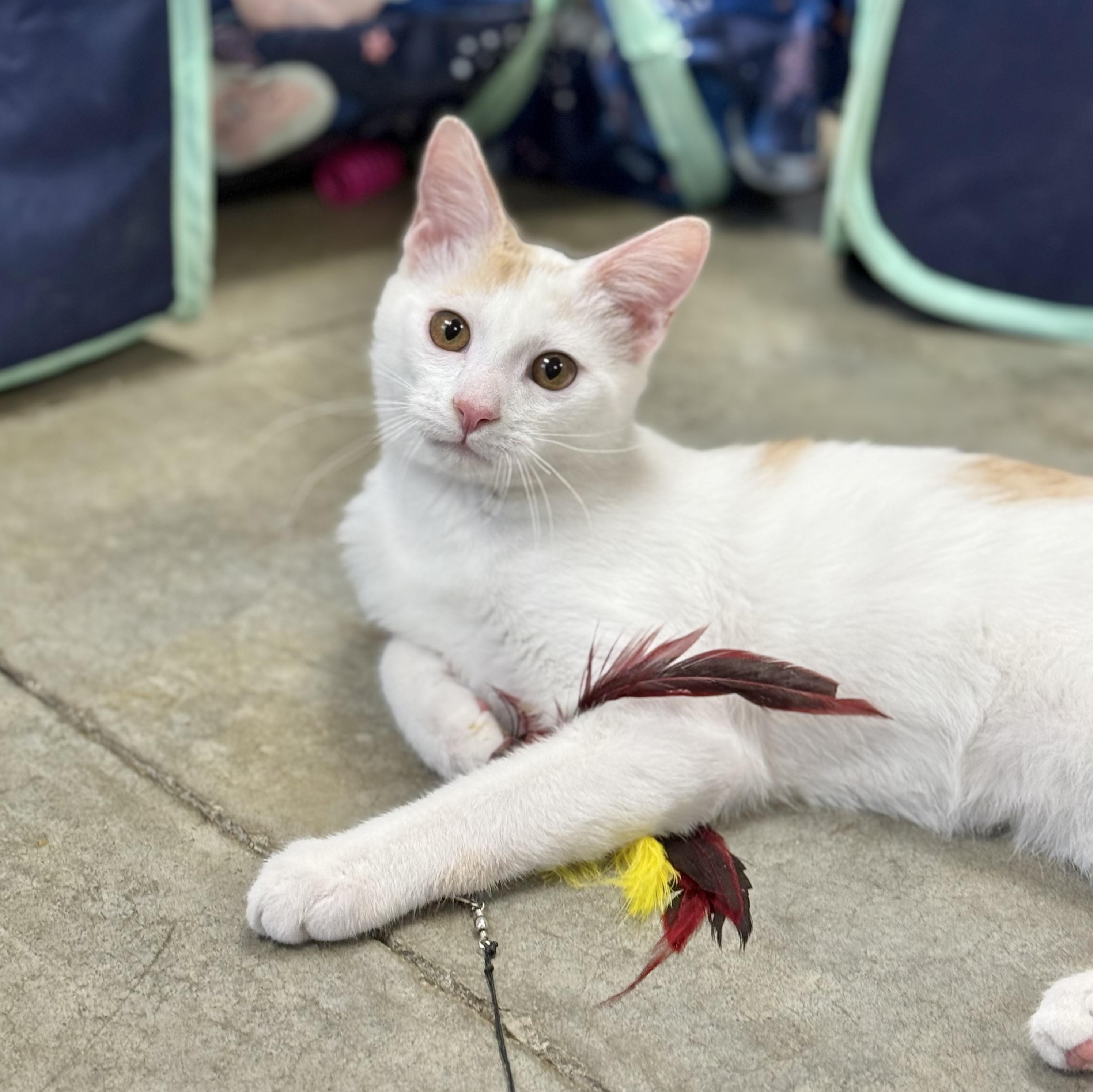 Creme, adoptable, Kitten Male Domestic Medium Hair.