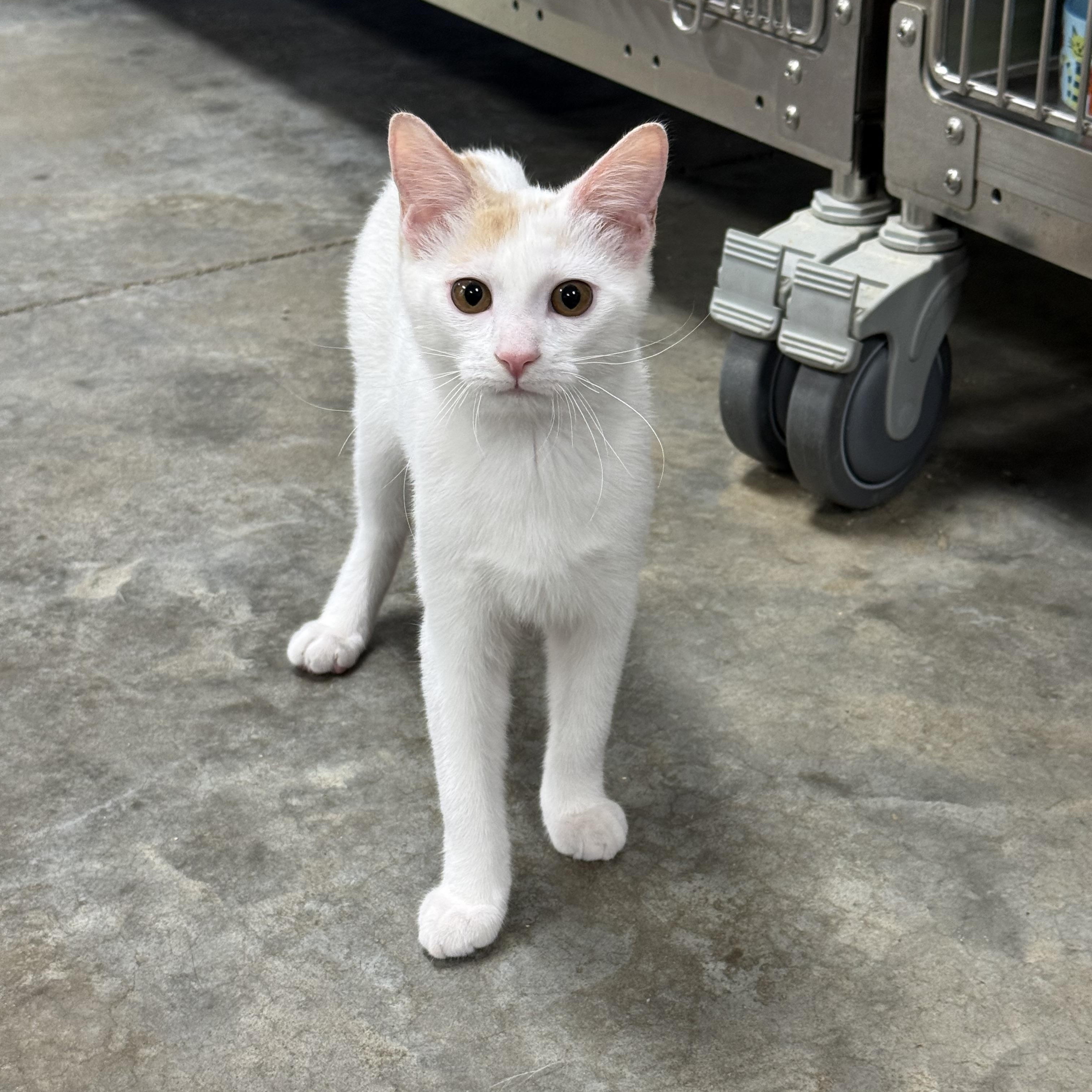 Enlarge Creme, an adoptable Domestic Medium Hair in Collierville, TN image 4/5