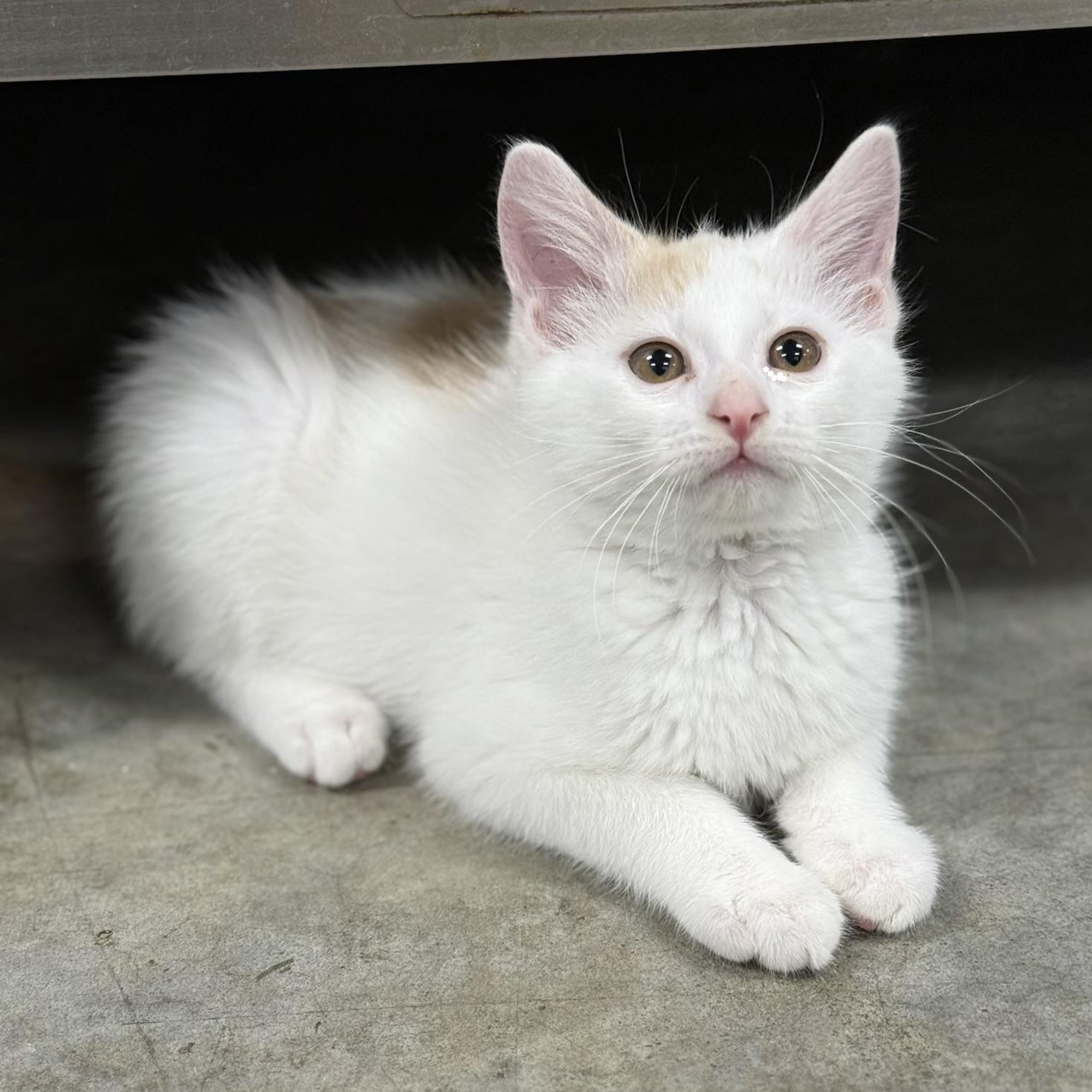 Creme, adoptable, Kitten Male Domestic Medium Hair.